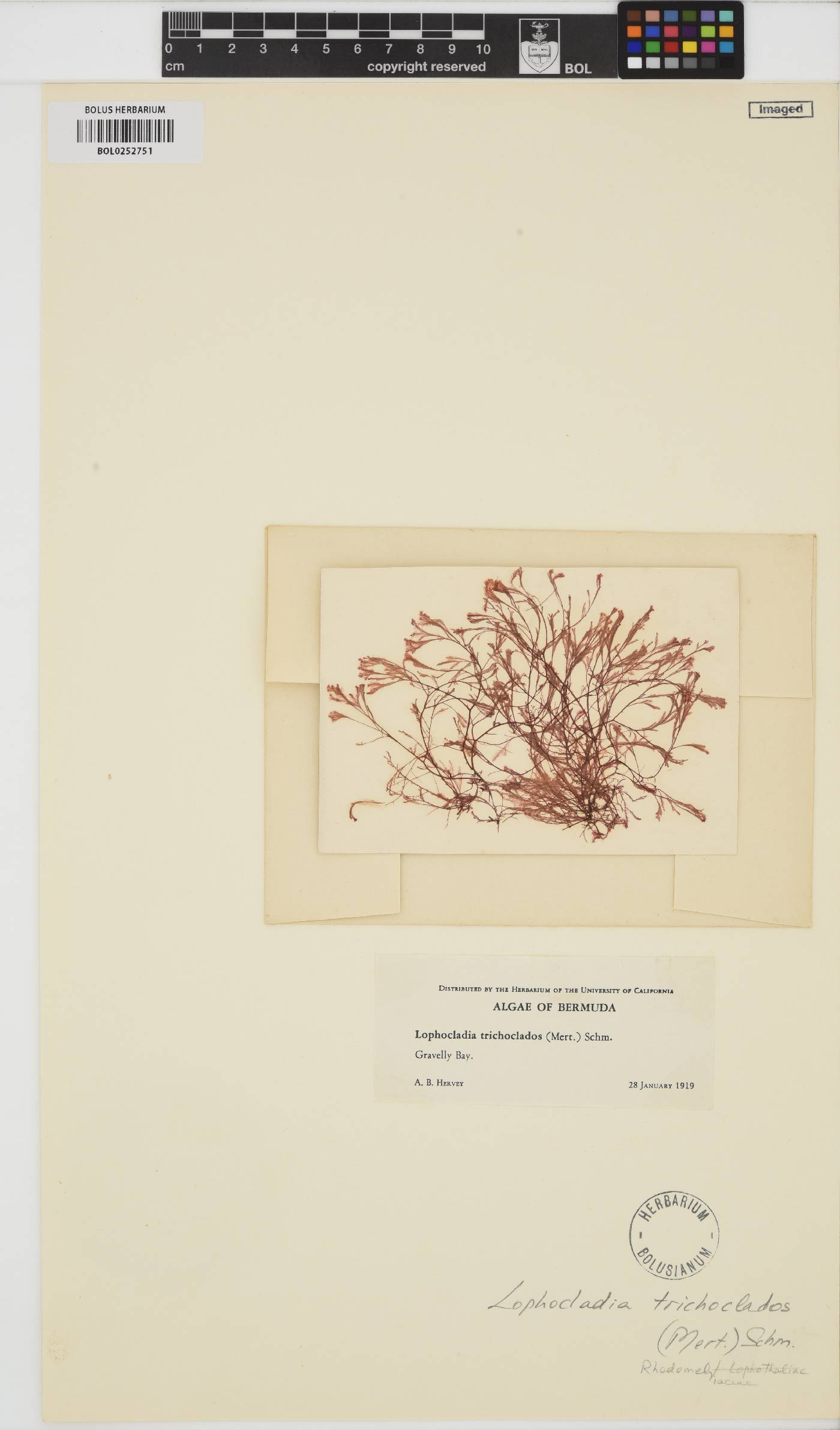 Lophocladia trichoclados image