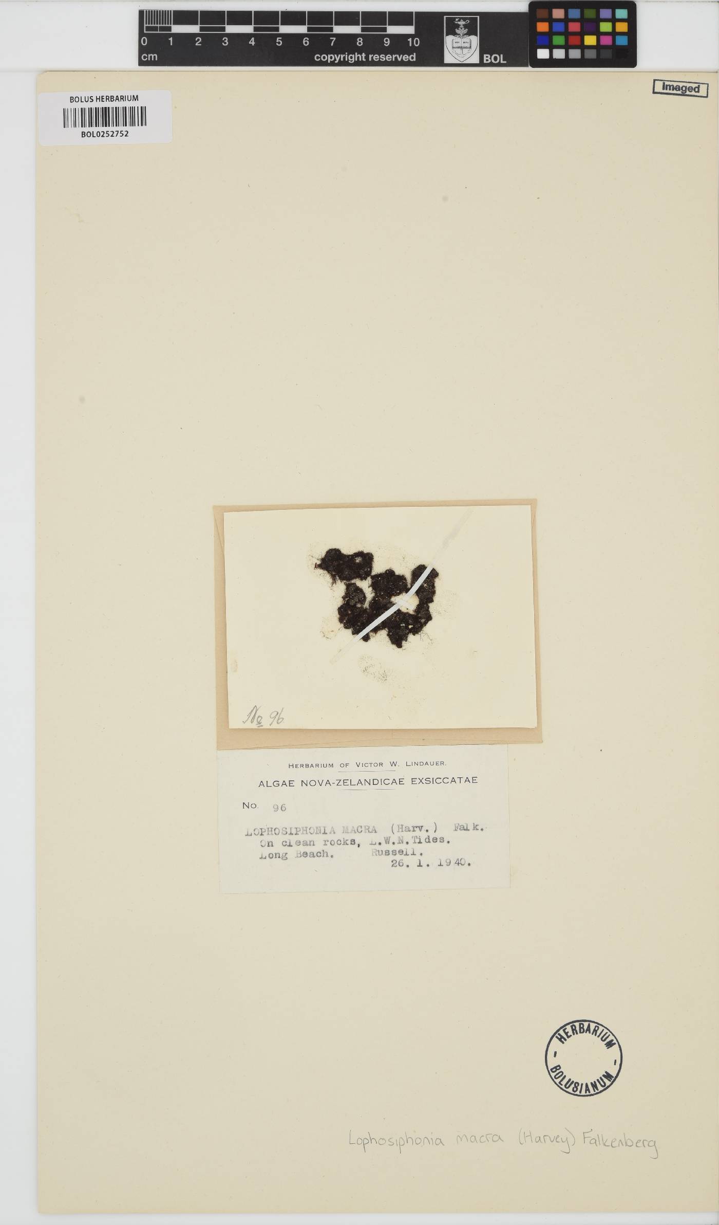 Lophosiphonia macra image