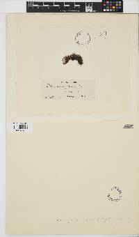 Image of Lophosiphonia obscura