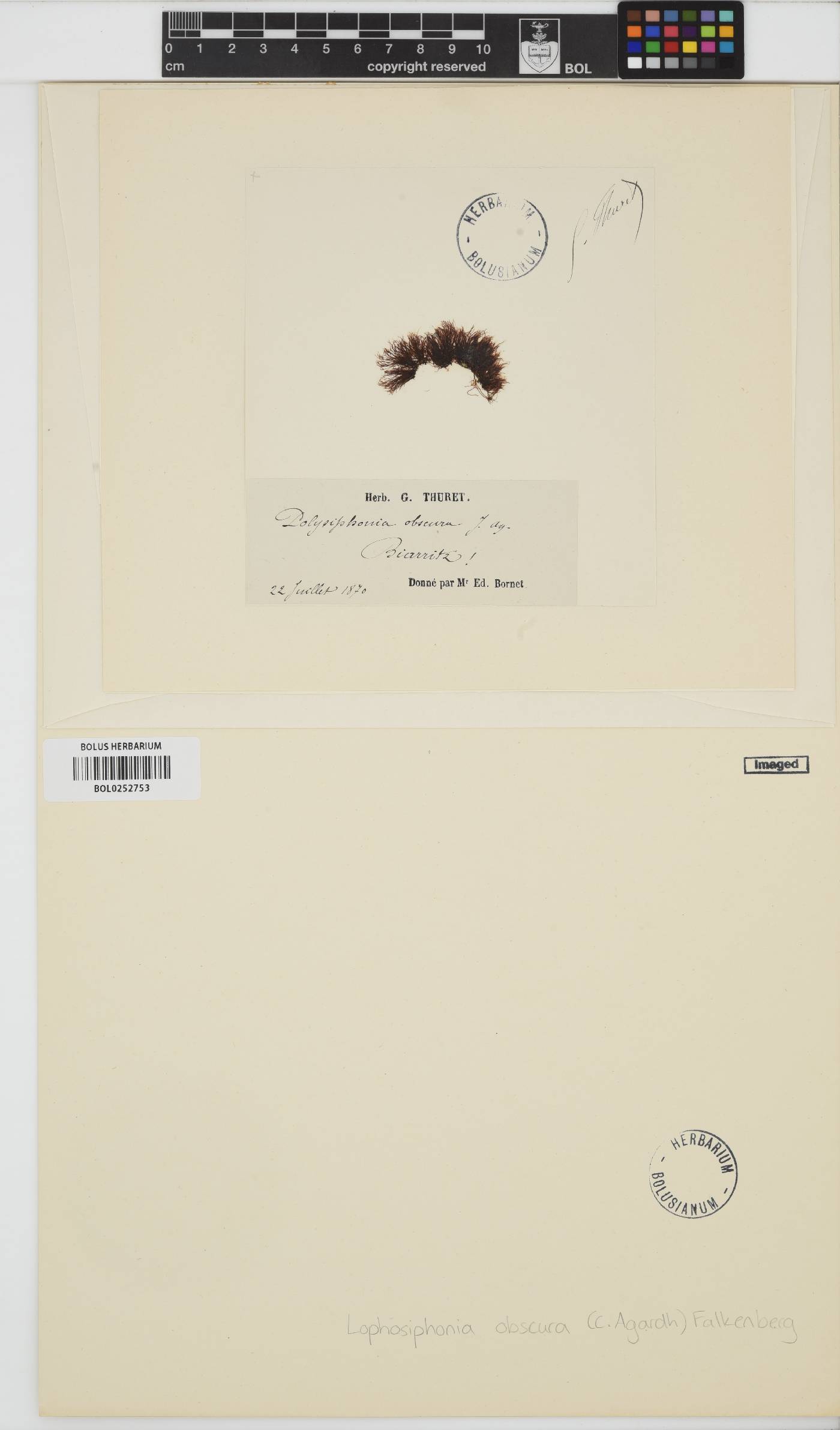 Lophosiphonia obscura image