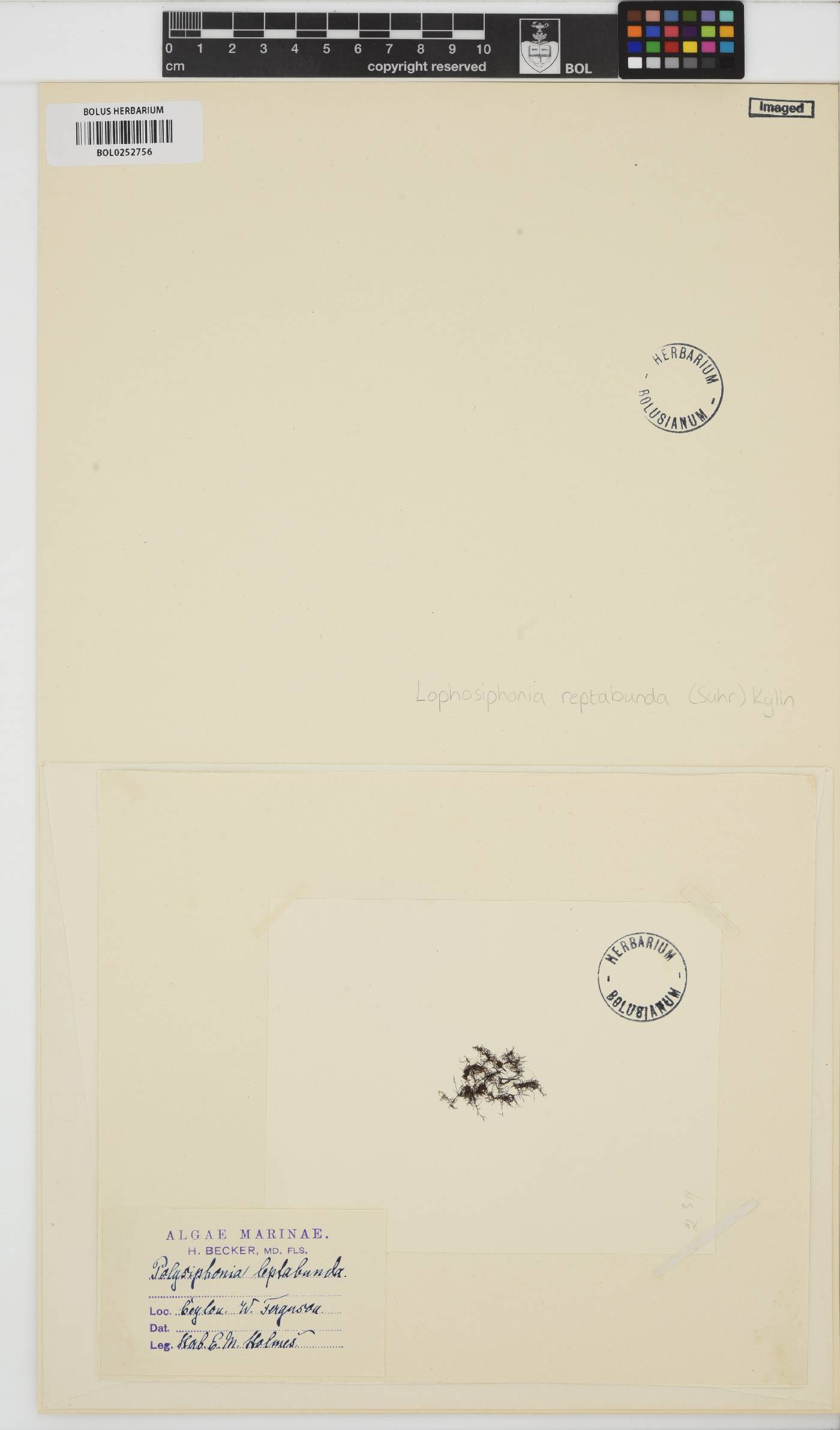 Vertebrata reptabunda image