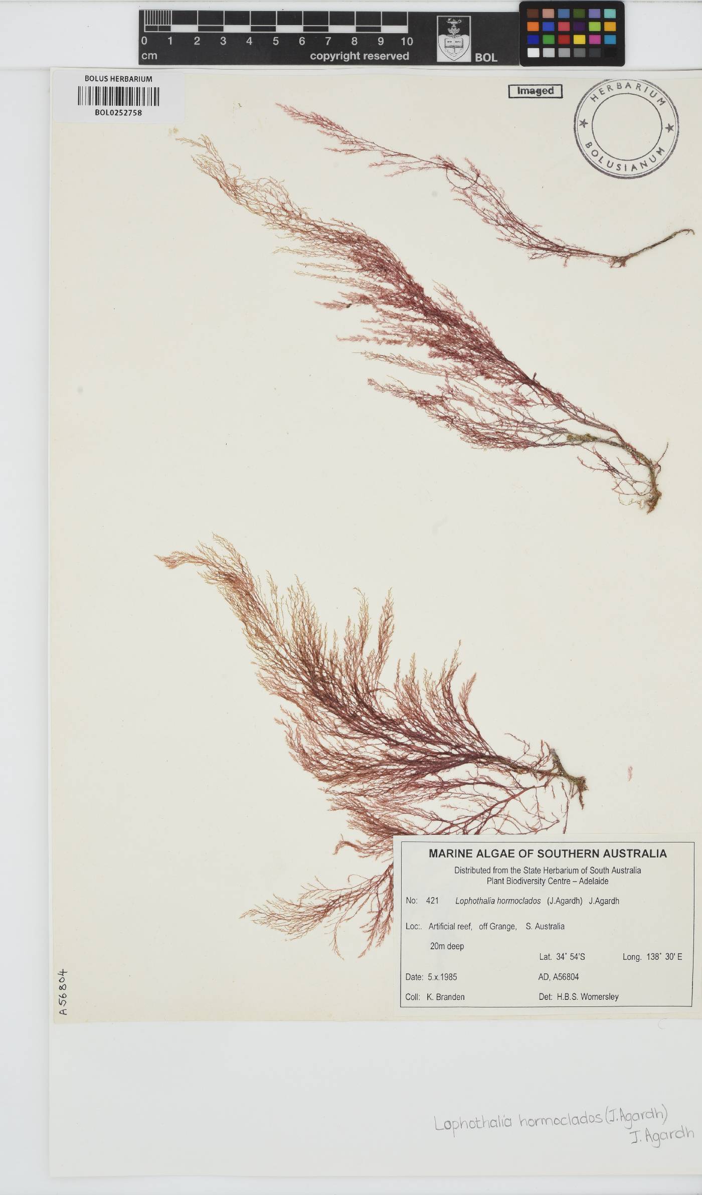 Lophothalia hormoclados image