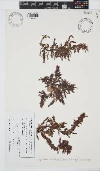 Image of Pleonosporium hirtum