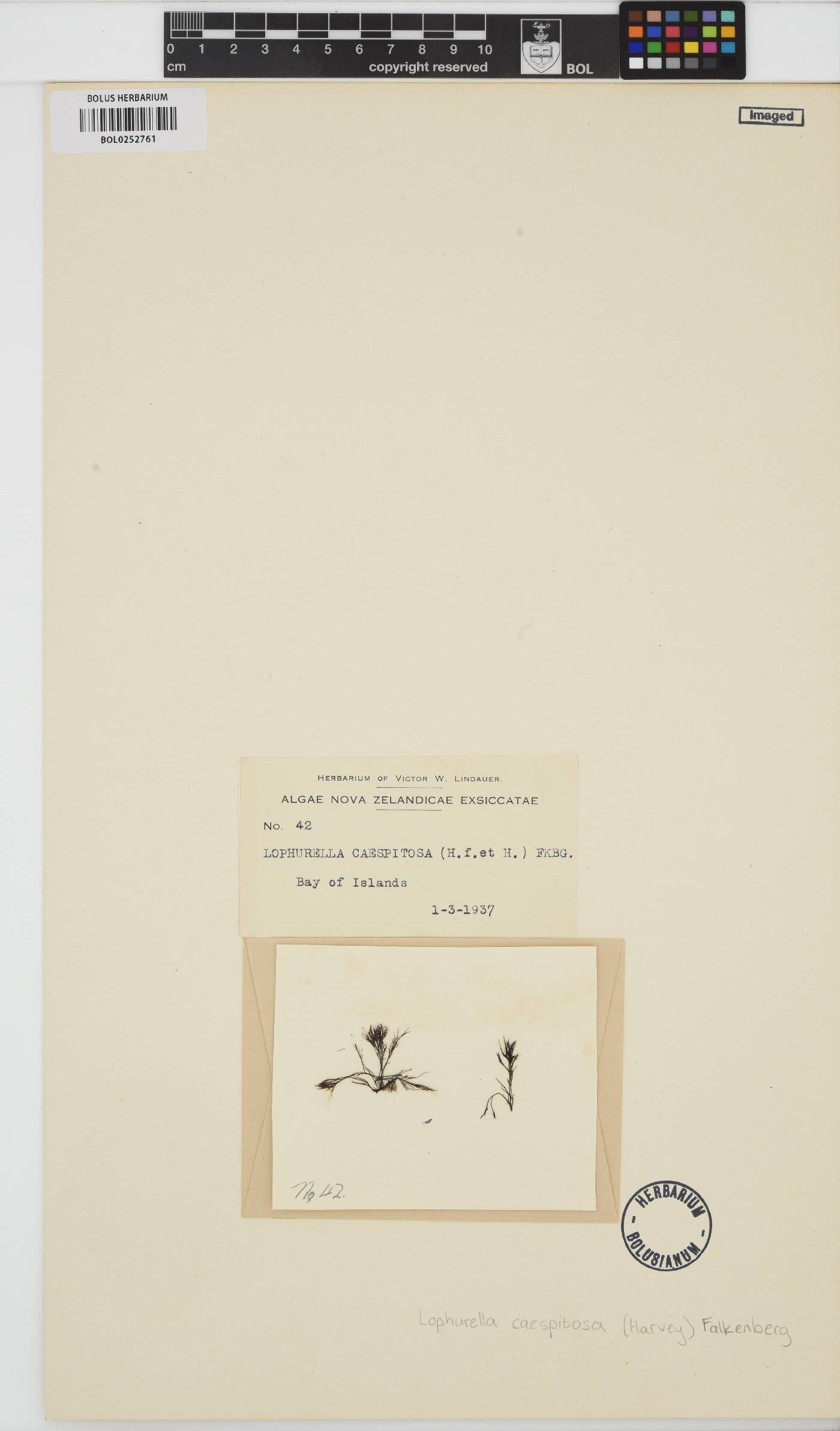 Lophurella caespitosa image