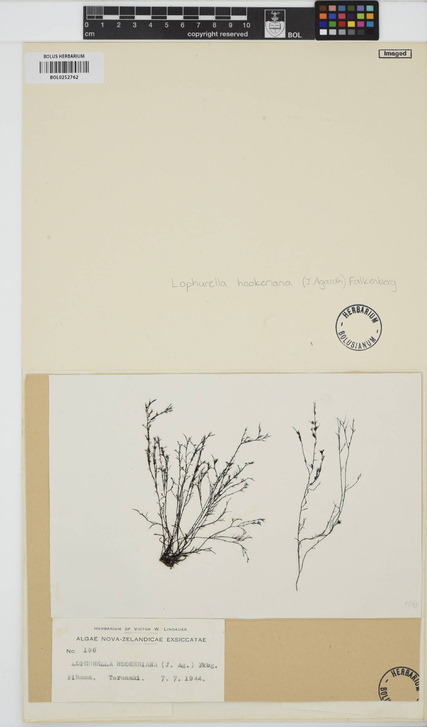 Lophurella hookeriana image