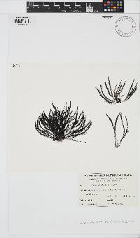 Image of Lophurella periclados