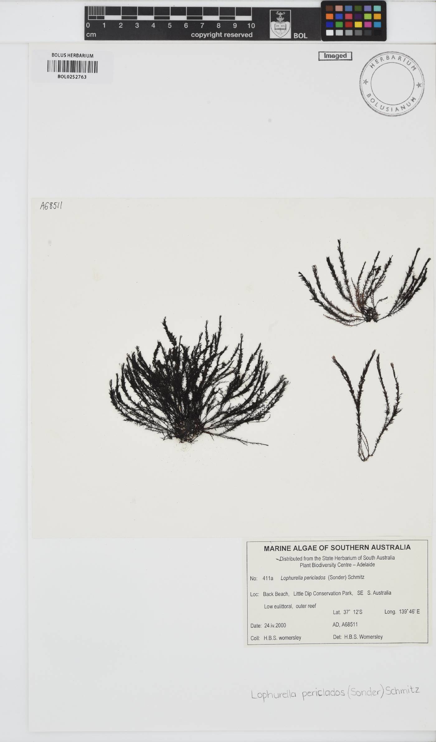 Lophurella image