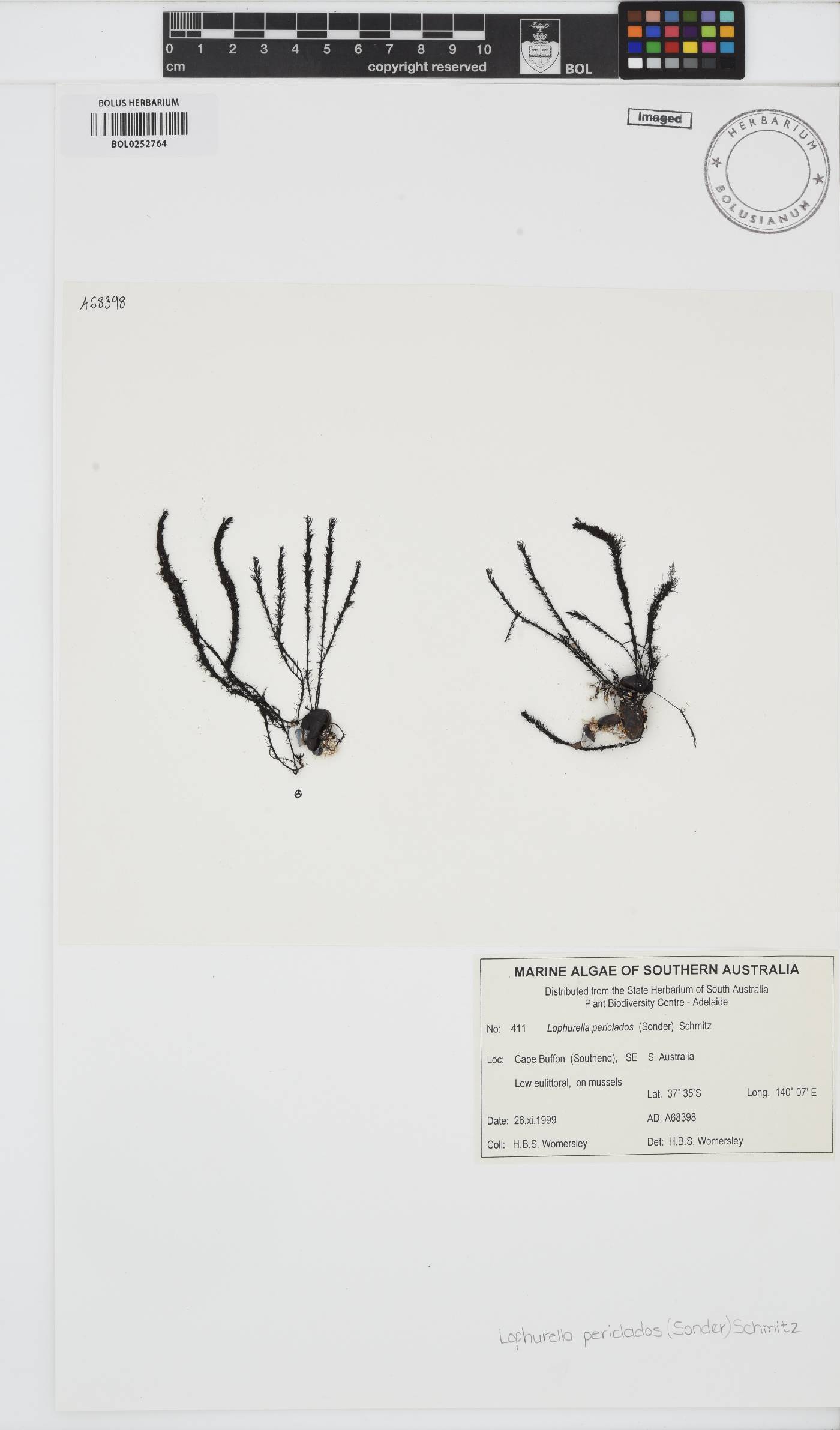 Lophurella periclados image