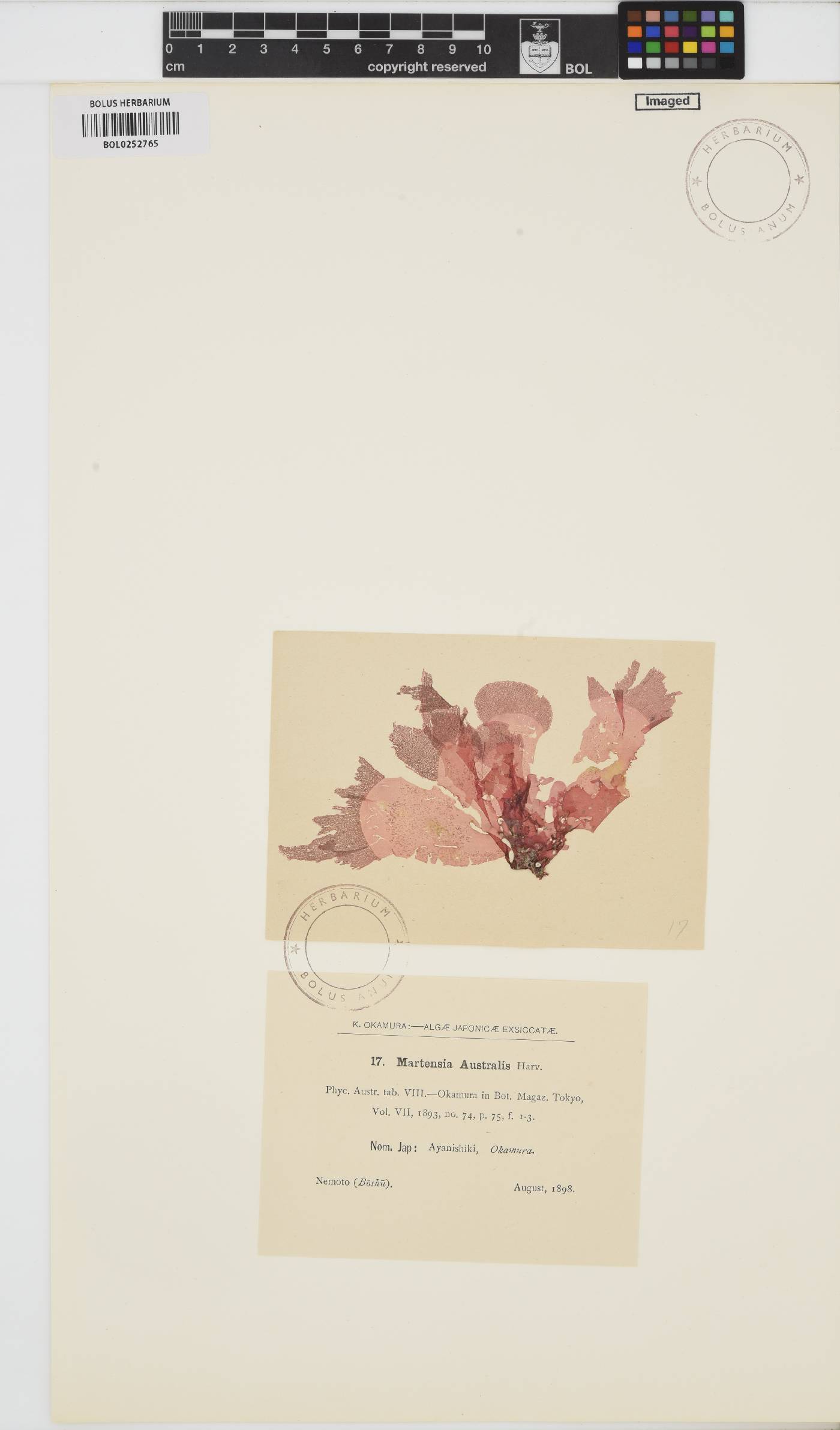 Martensia australis image