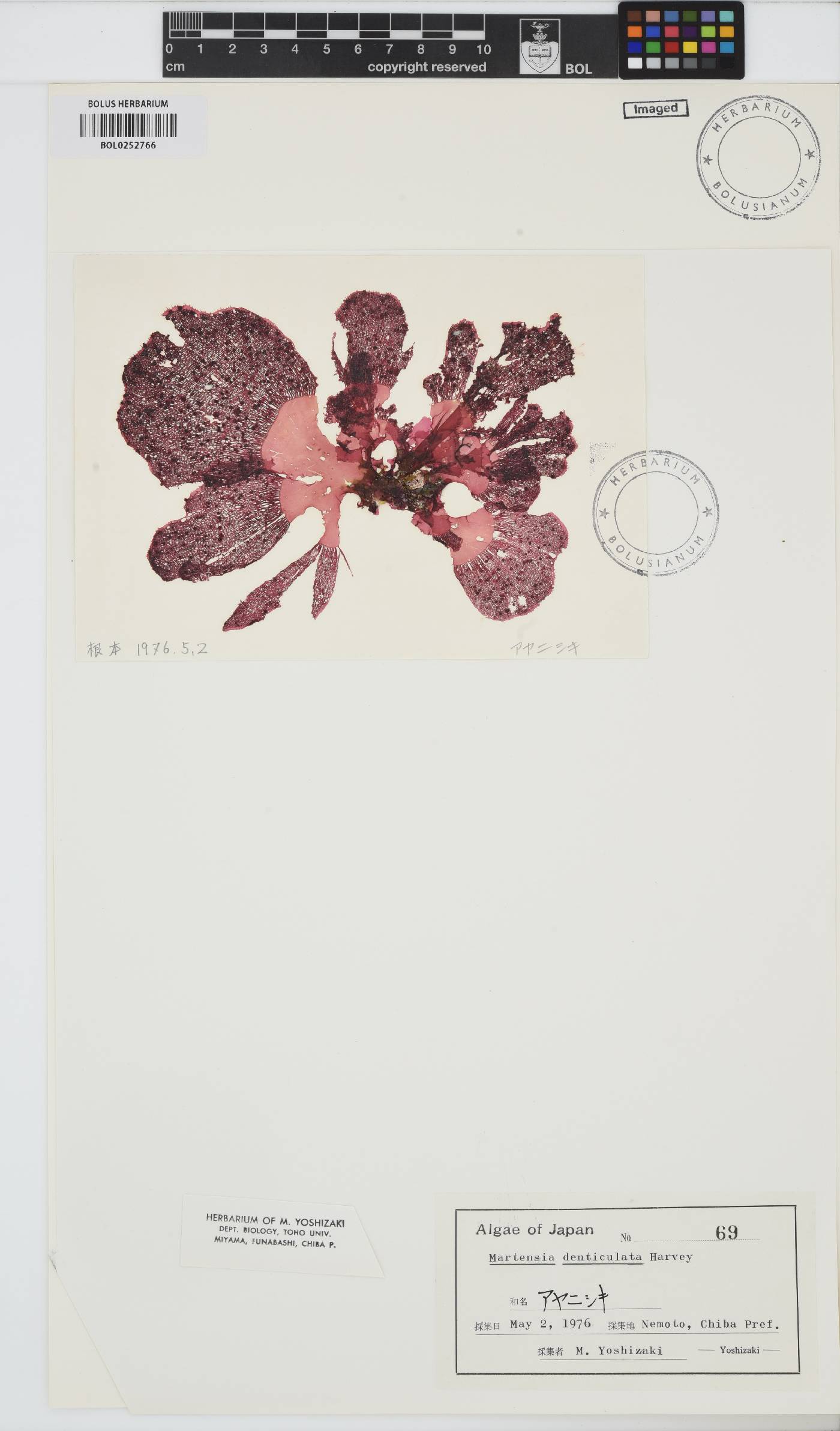 Martensia denticulata image