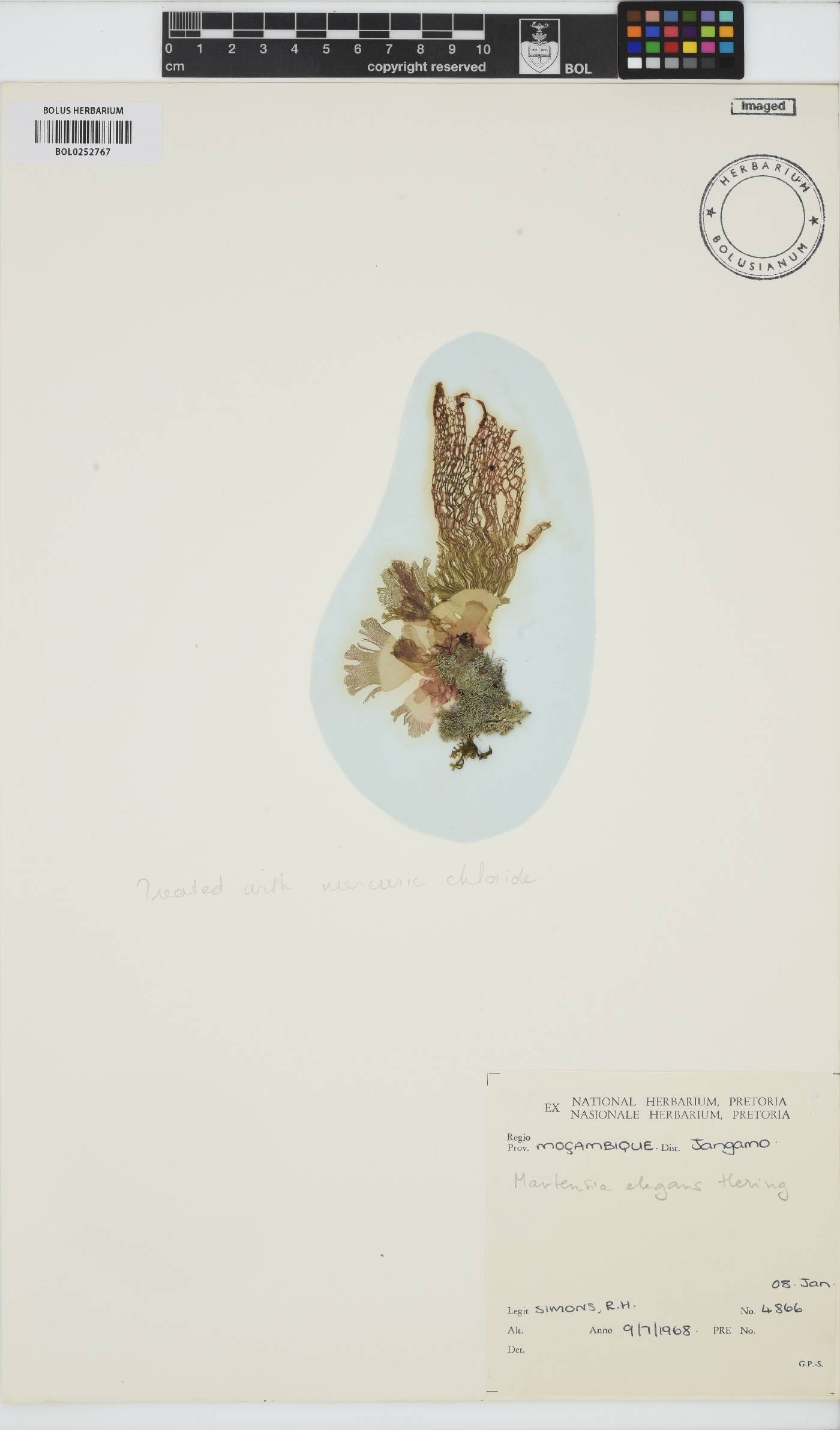 Martensia elegans image