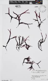 Image of Mastocarpus yendoi