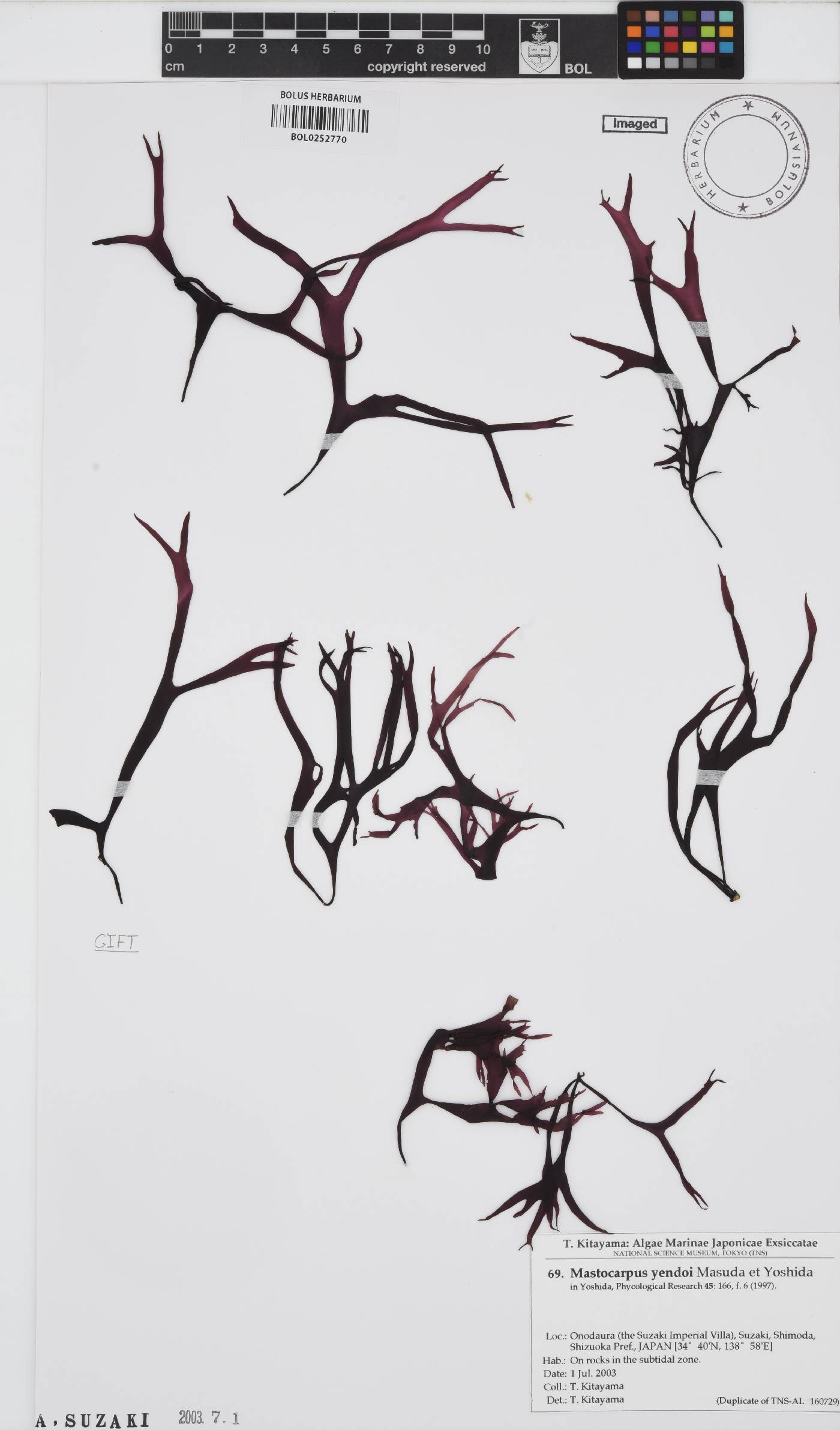 Mastocarpus image