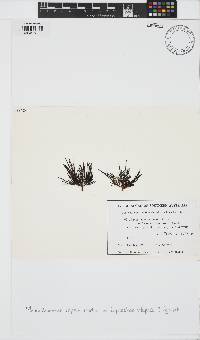 Image of Medeiothamnion repens