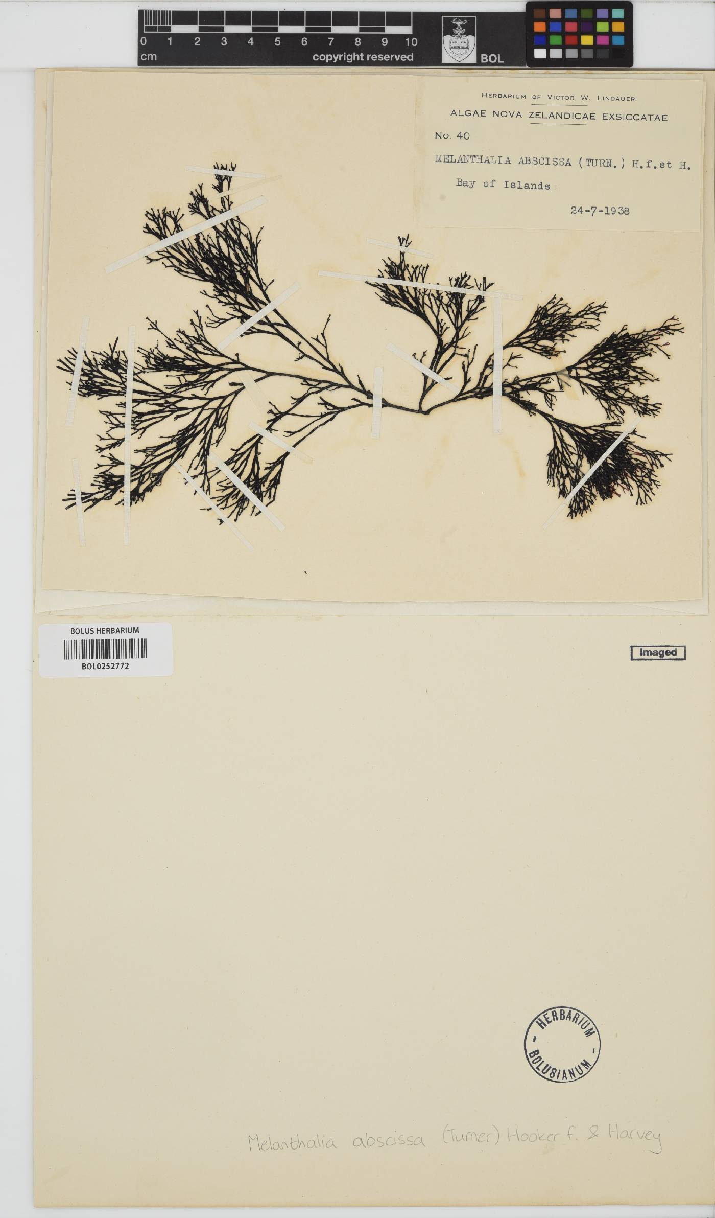 Melanthalia abscissa image