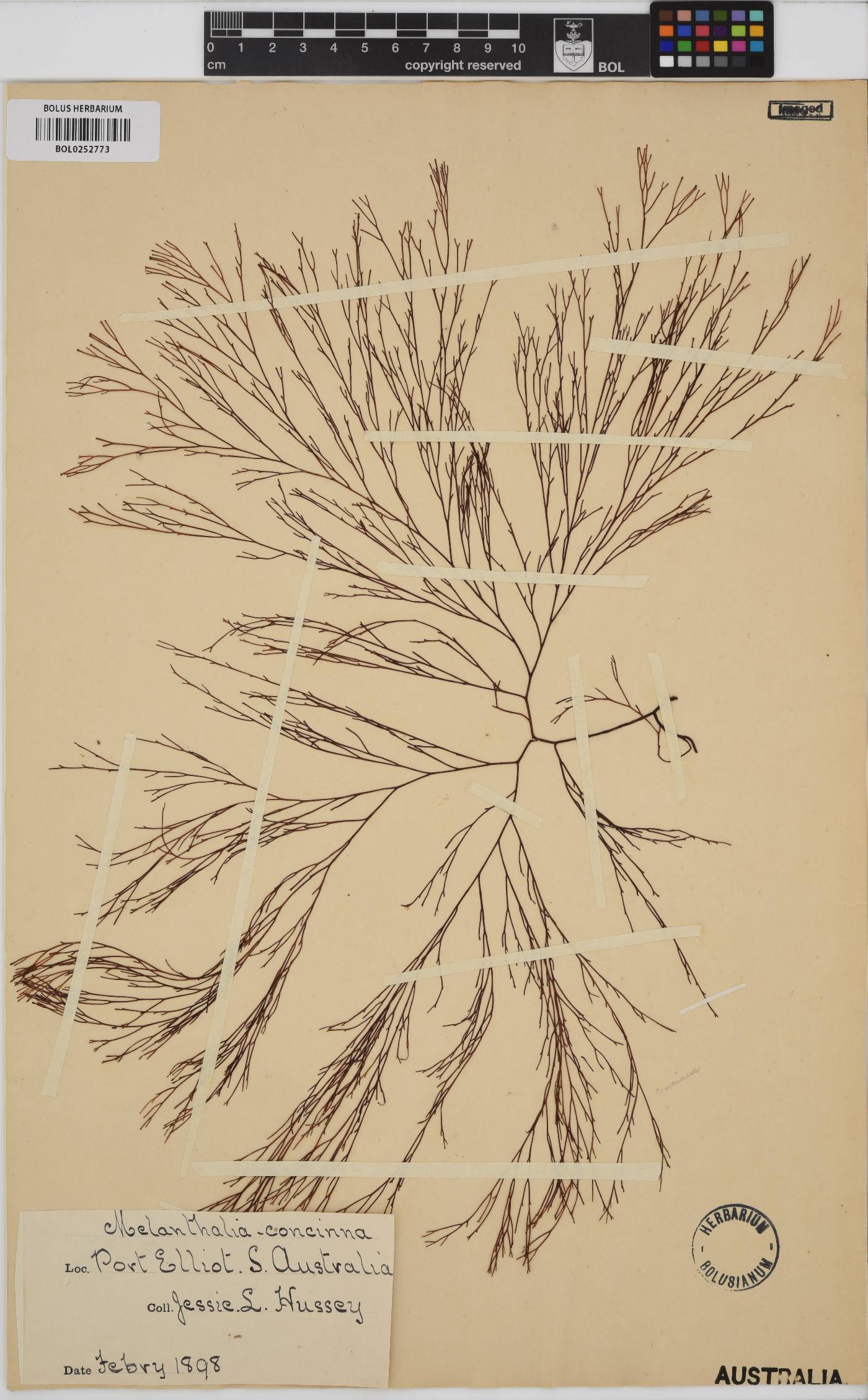 Melanthalia fastigiata image