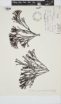 Image of Melanthalia obtusata