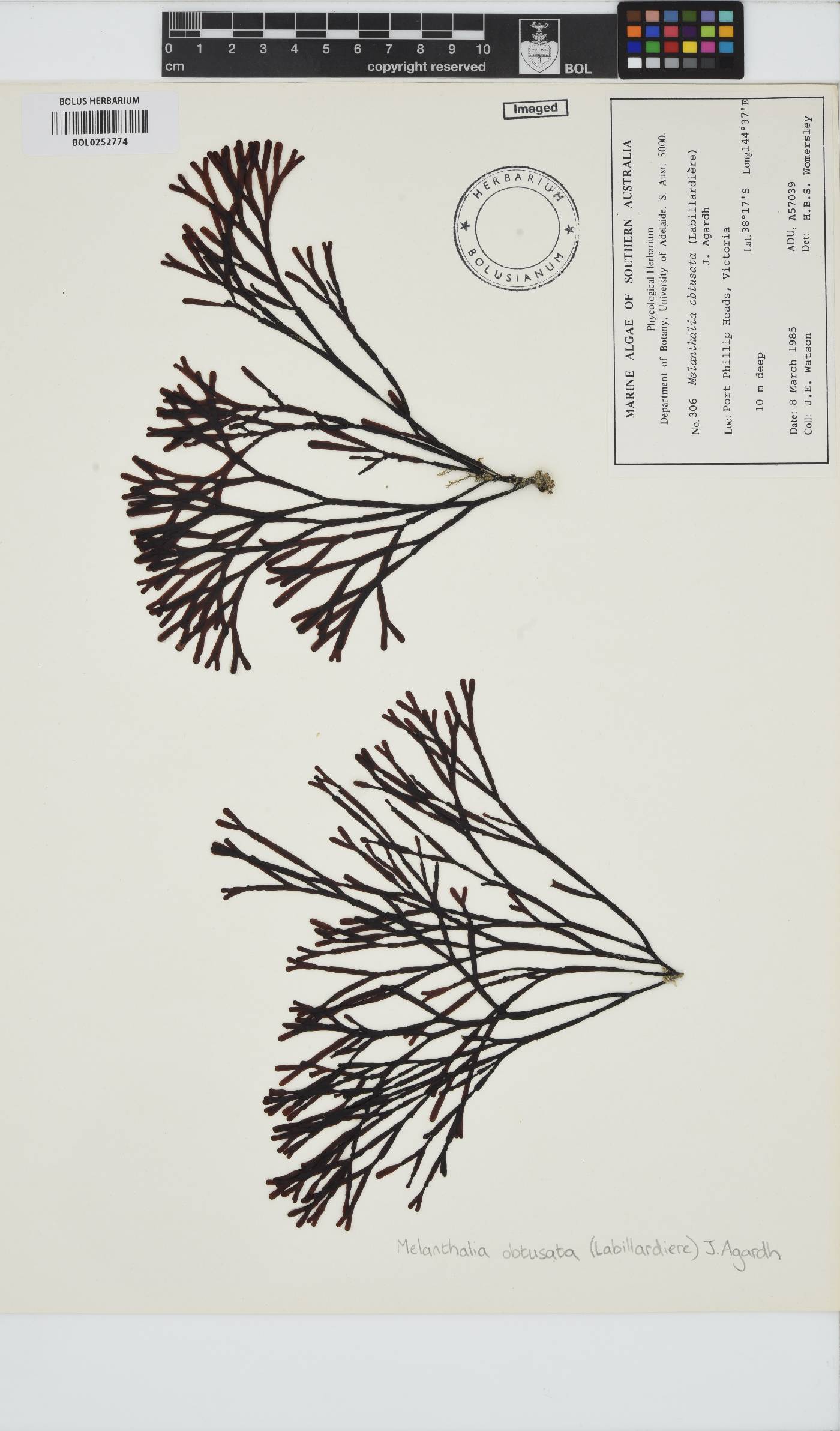 Melanthalia image
