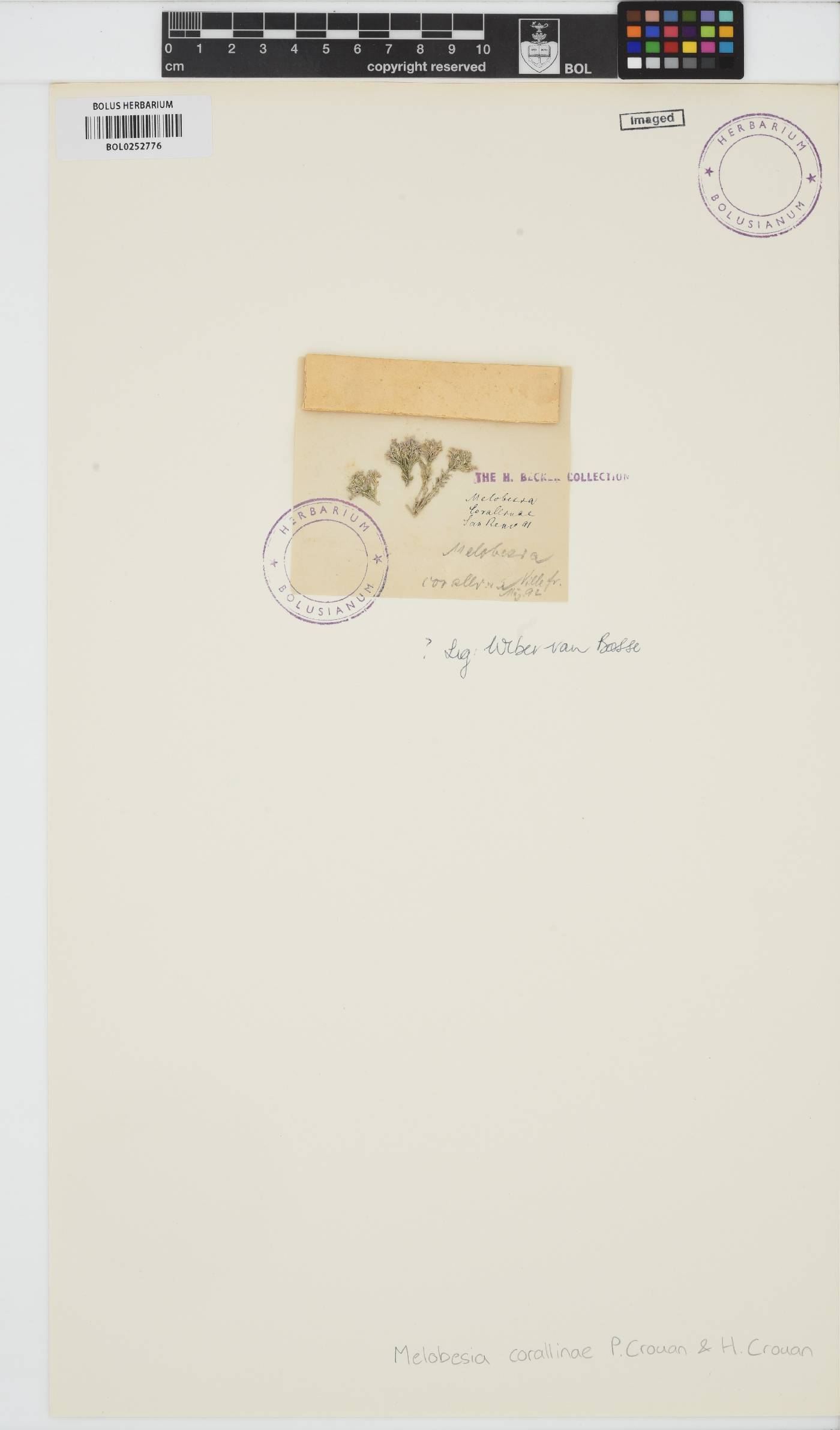 Lithophyllum corallinae image