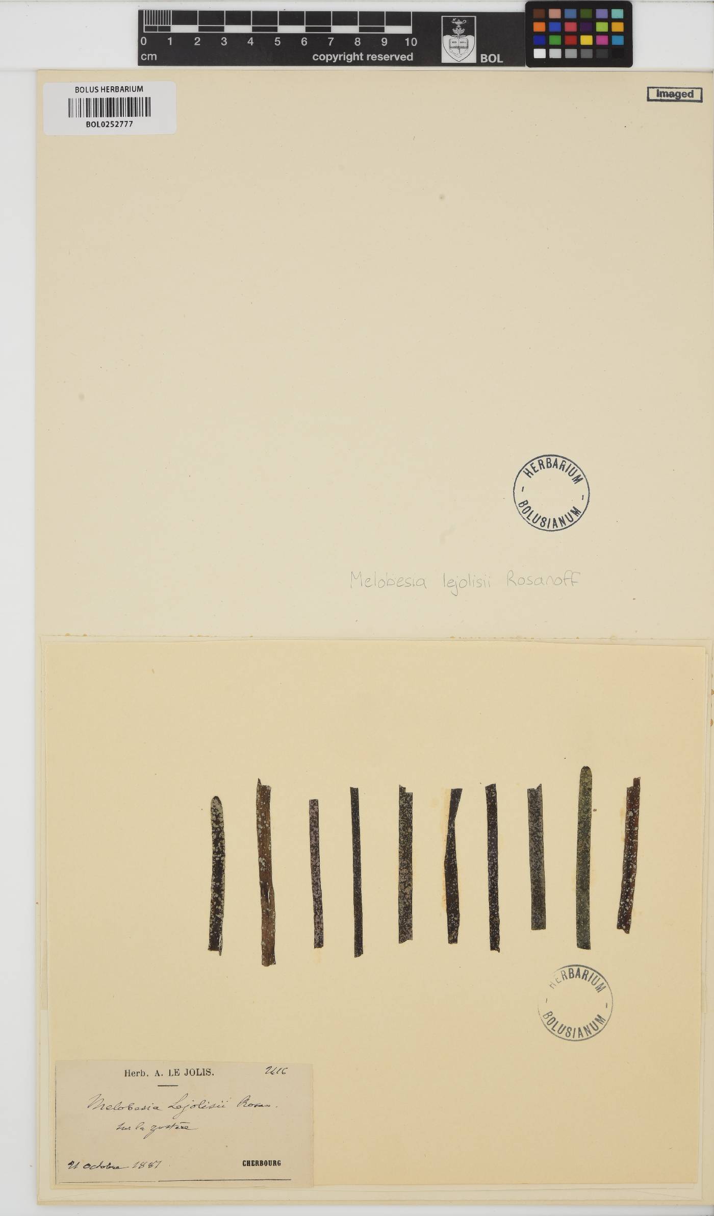 Pneophyllum image