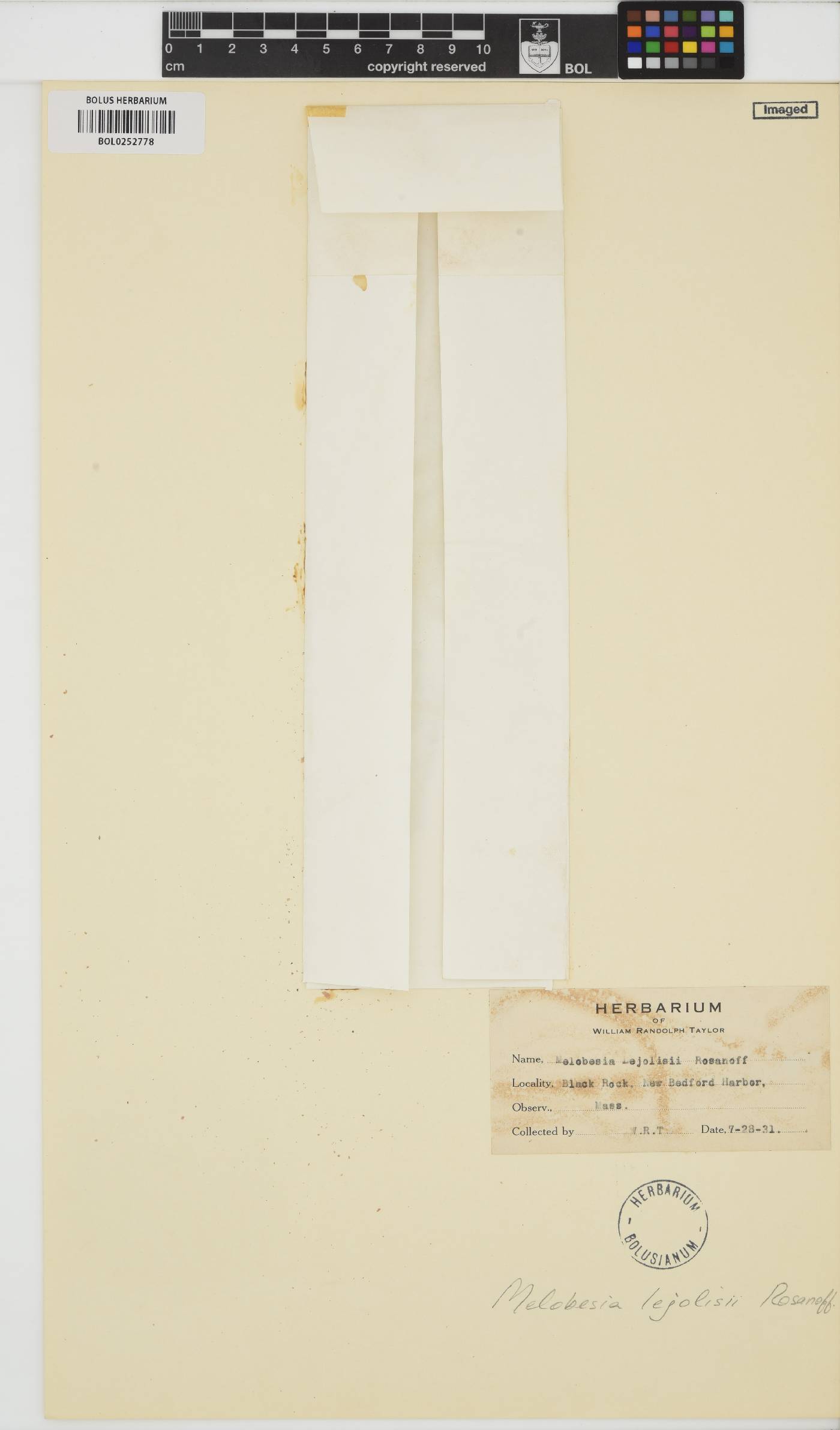 Pneophyllum image