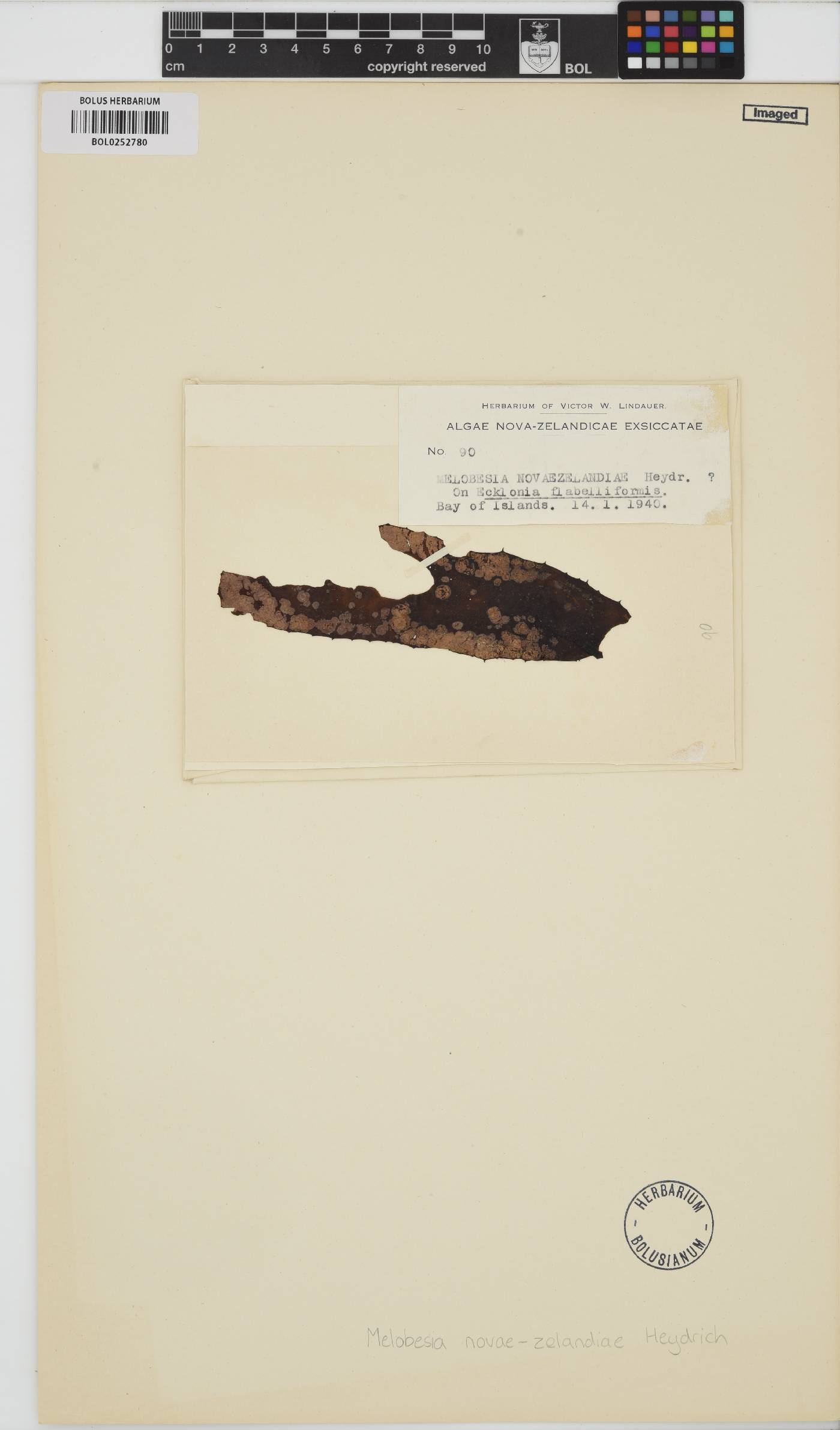 Fosliella farinosa image