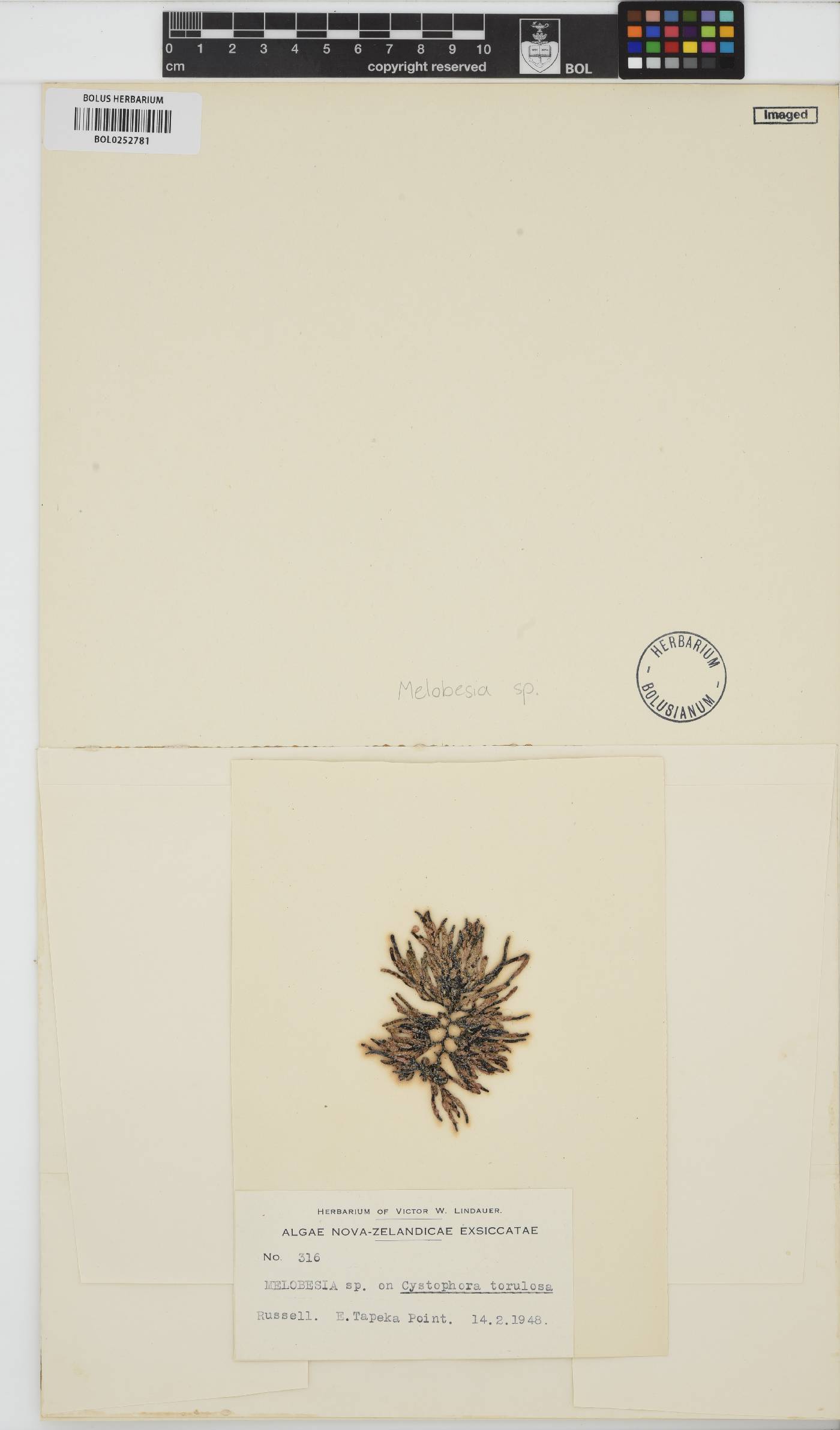 Melobesia image