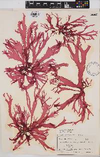 Meristotheca papulosa image