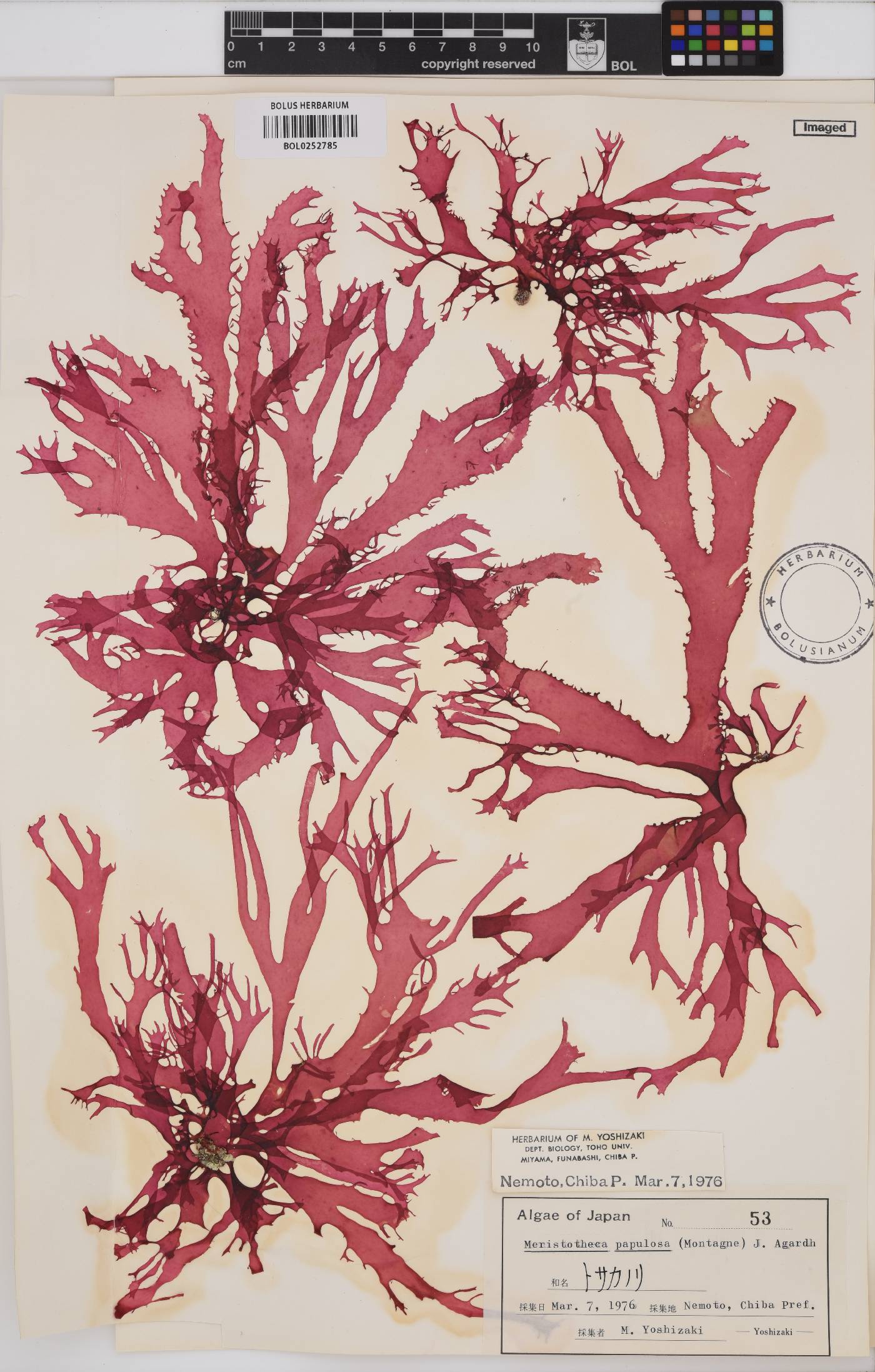 Meristotheca papulosa image