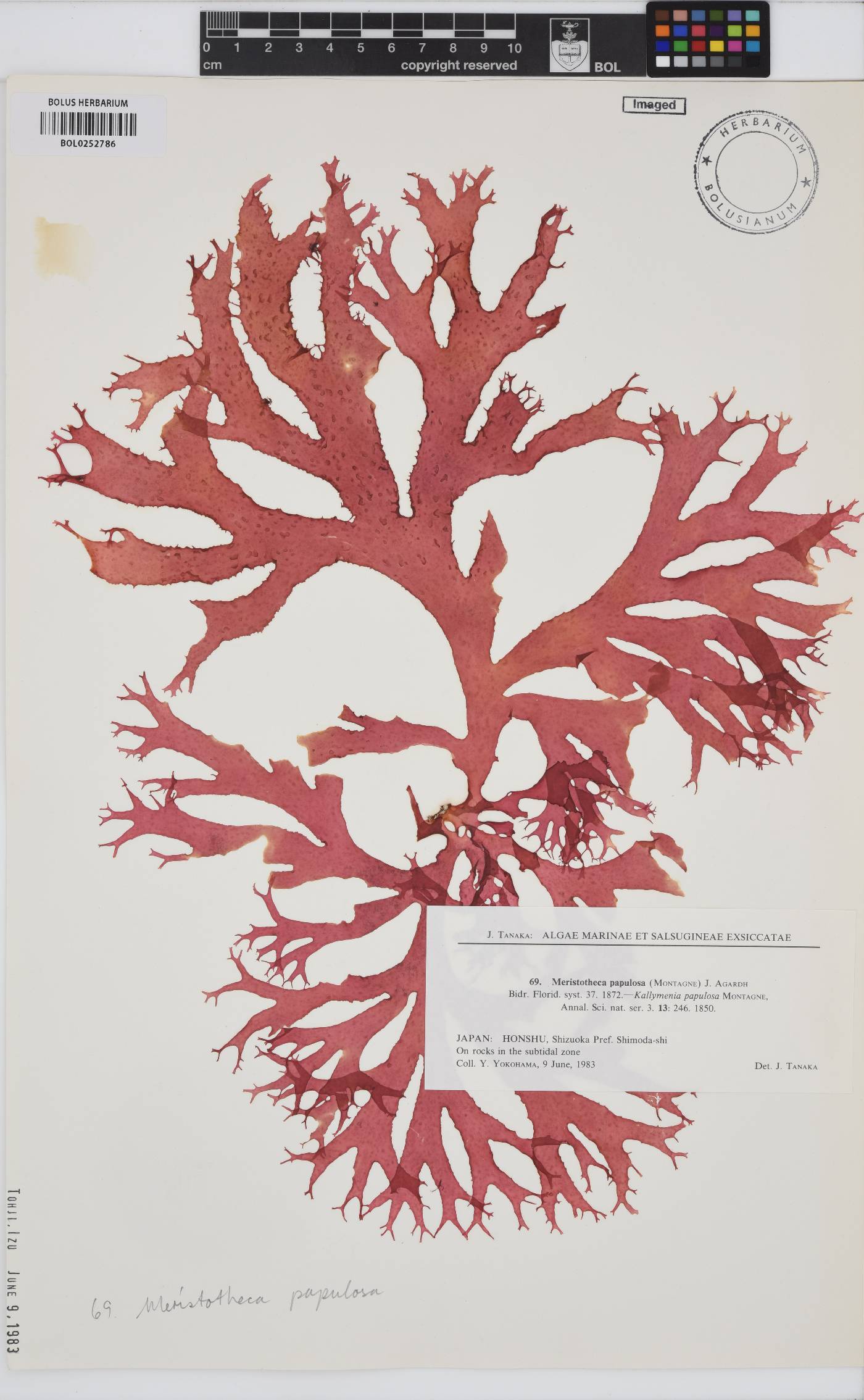 Meristotheca papulosa image