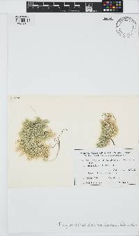 Metagoniolithon stelliferum image