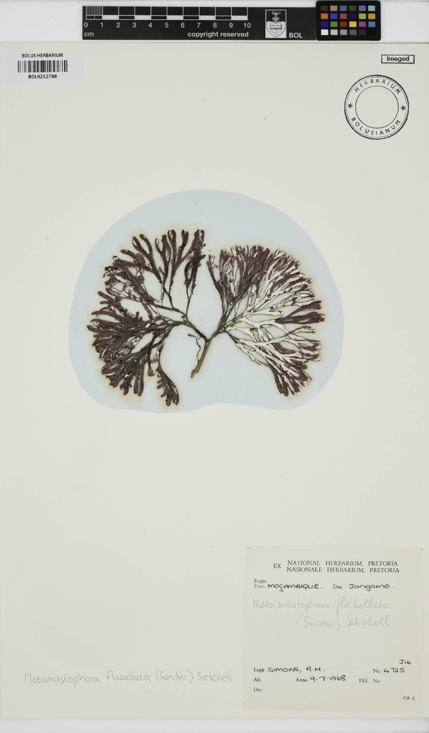 Metamastophora image