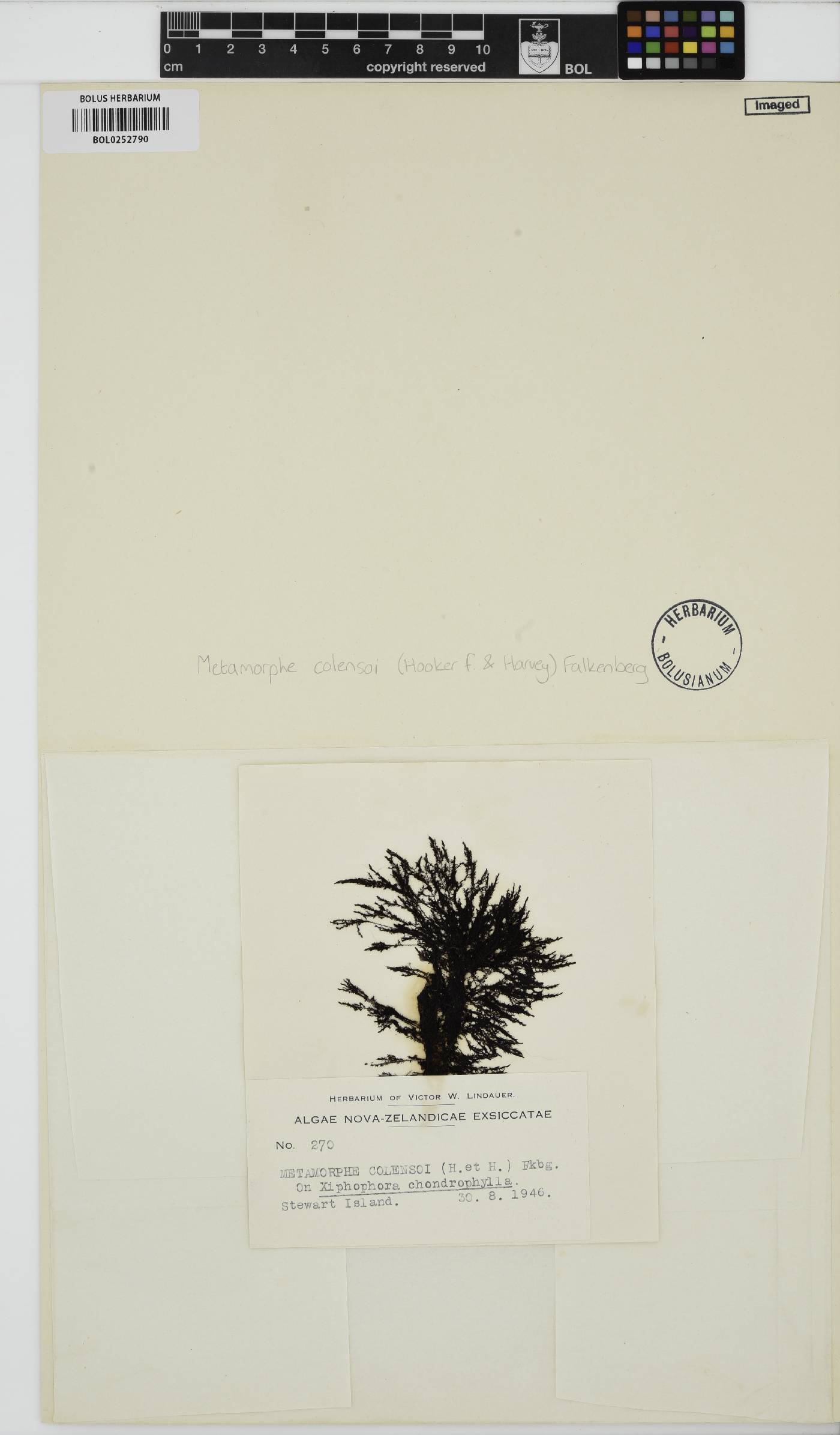 Metamorphe colensoi image