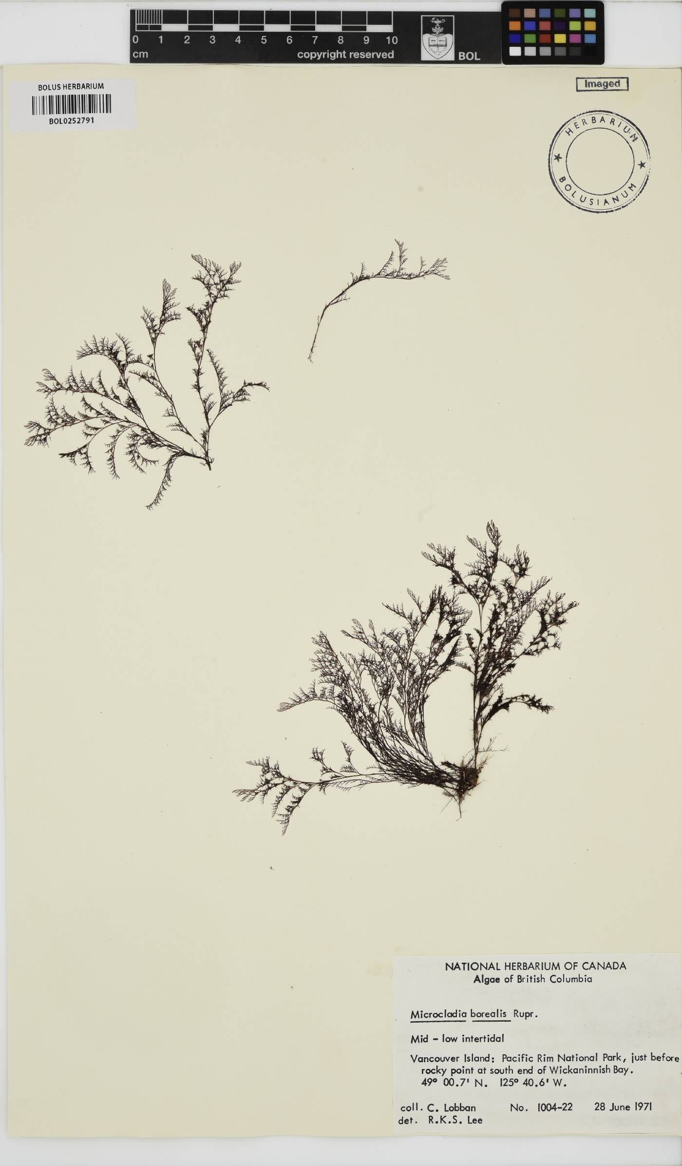 Herpochondria borealis image