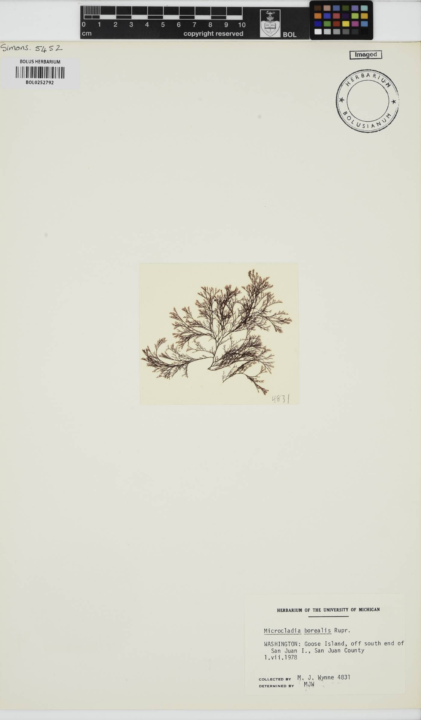 Herpochondria borealis image
