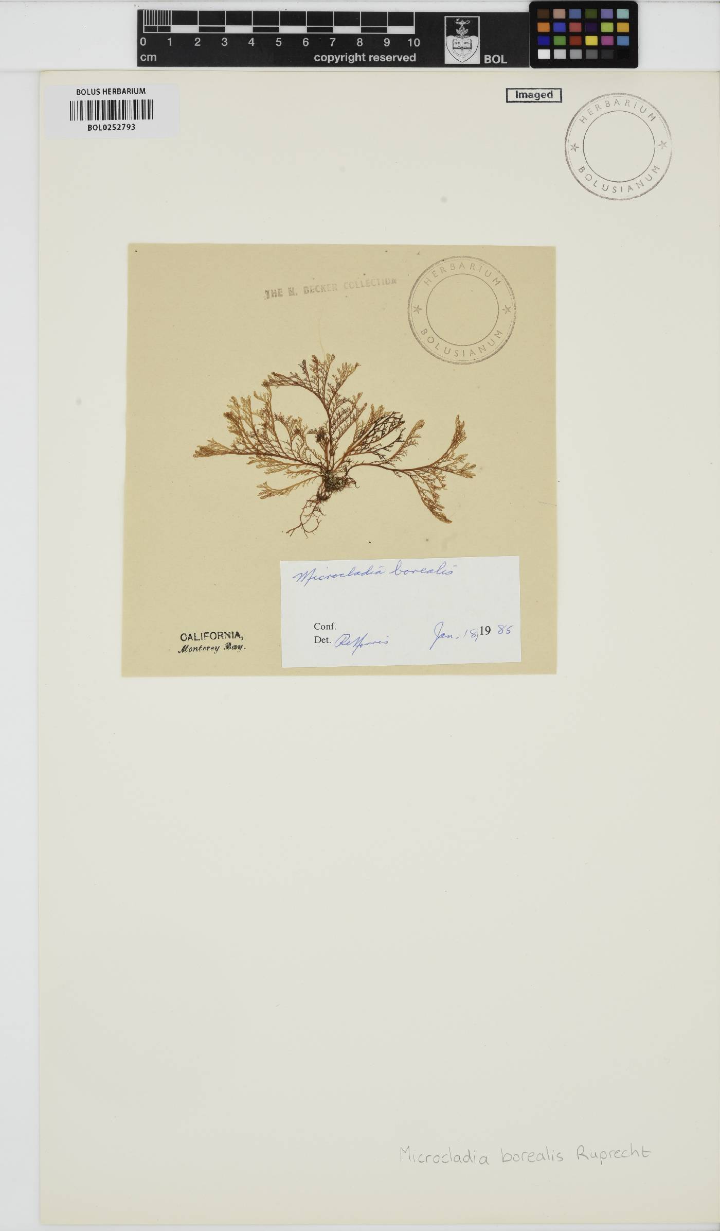 Herpochondria borealis image