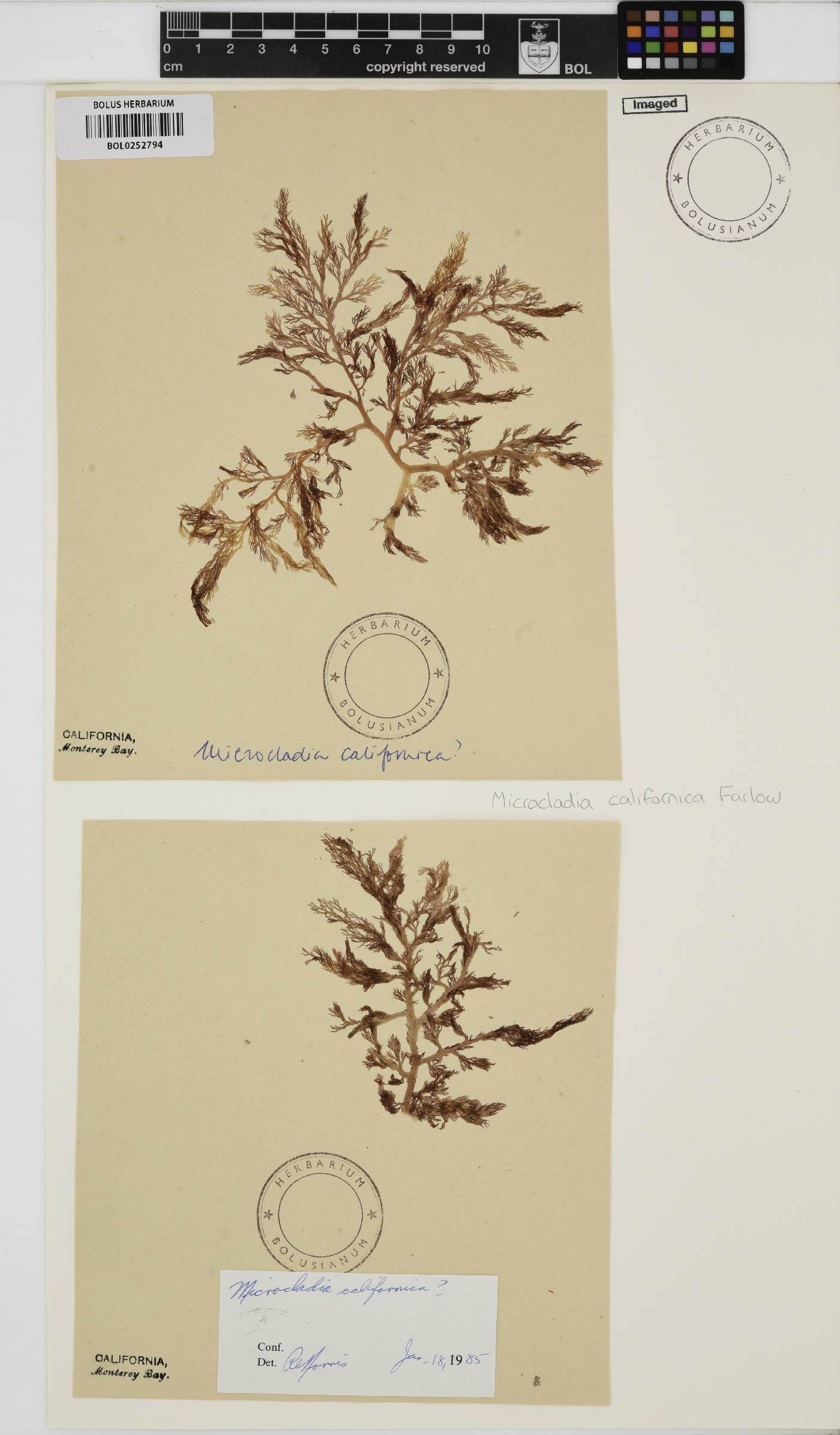 Campylaephora californica image