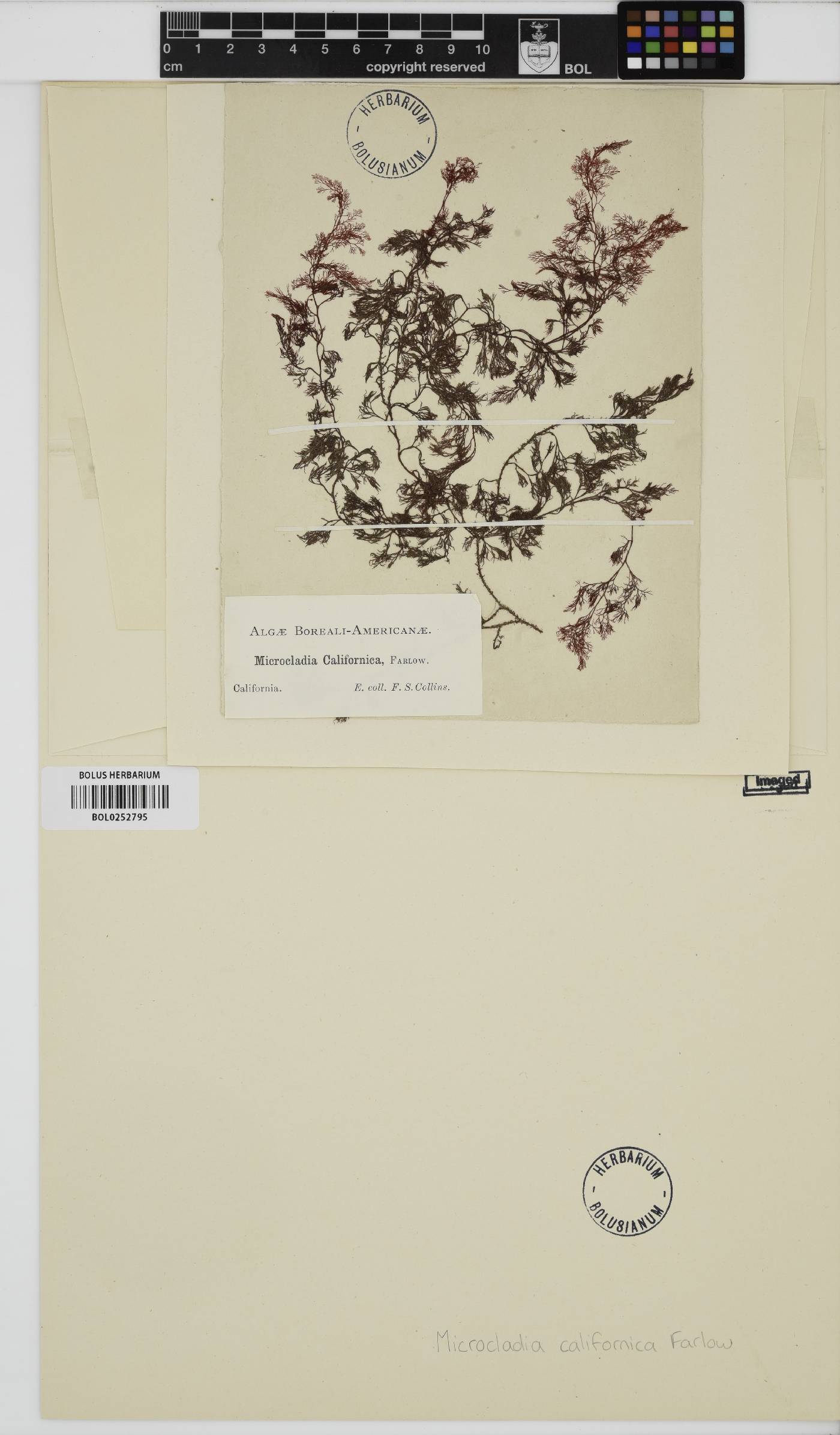 Campylaephora californica image