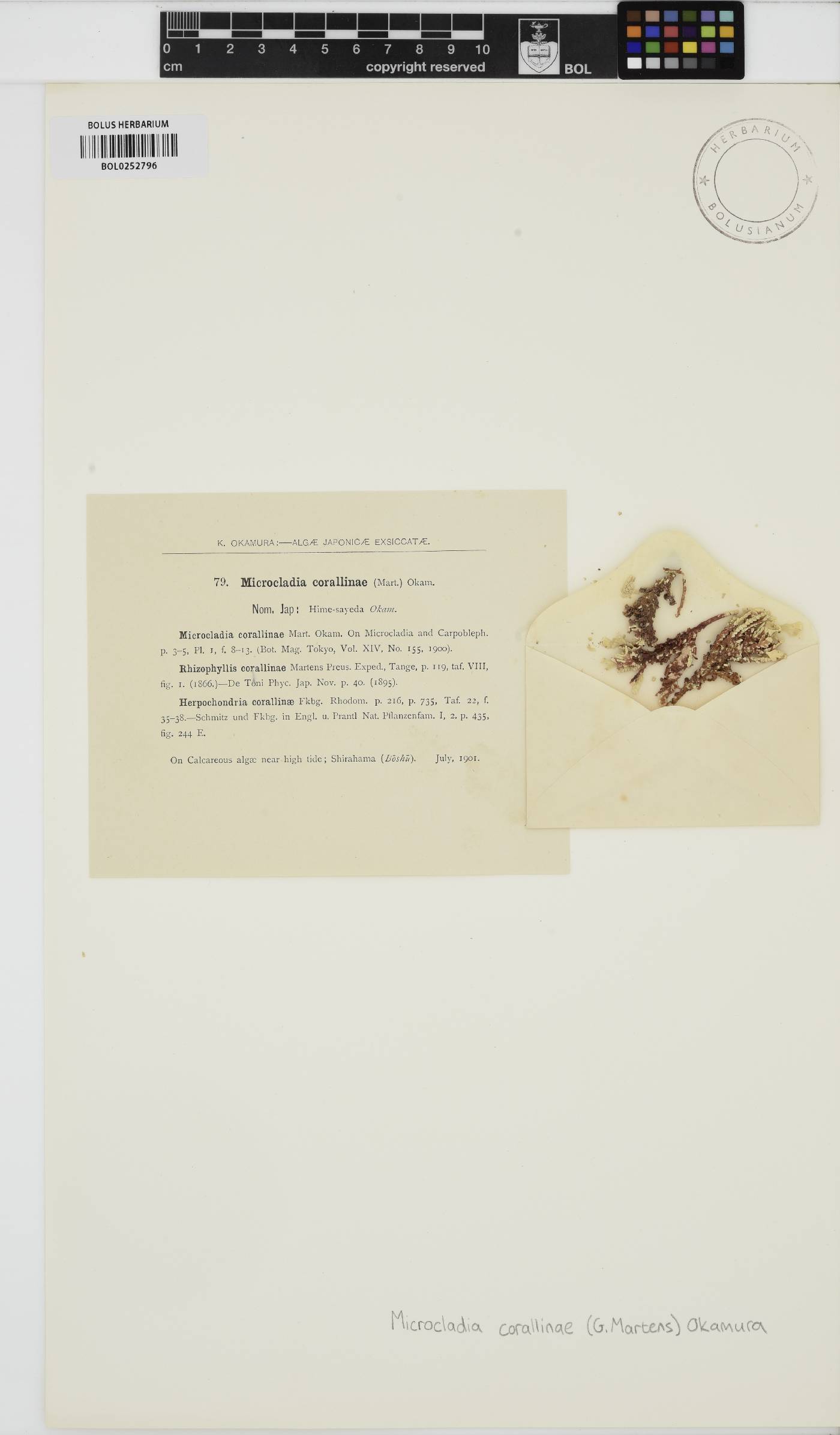 Herpochondria corallinae image