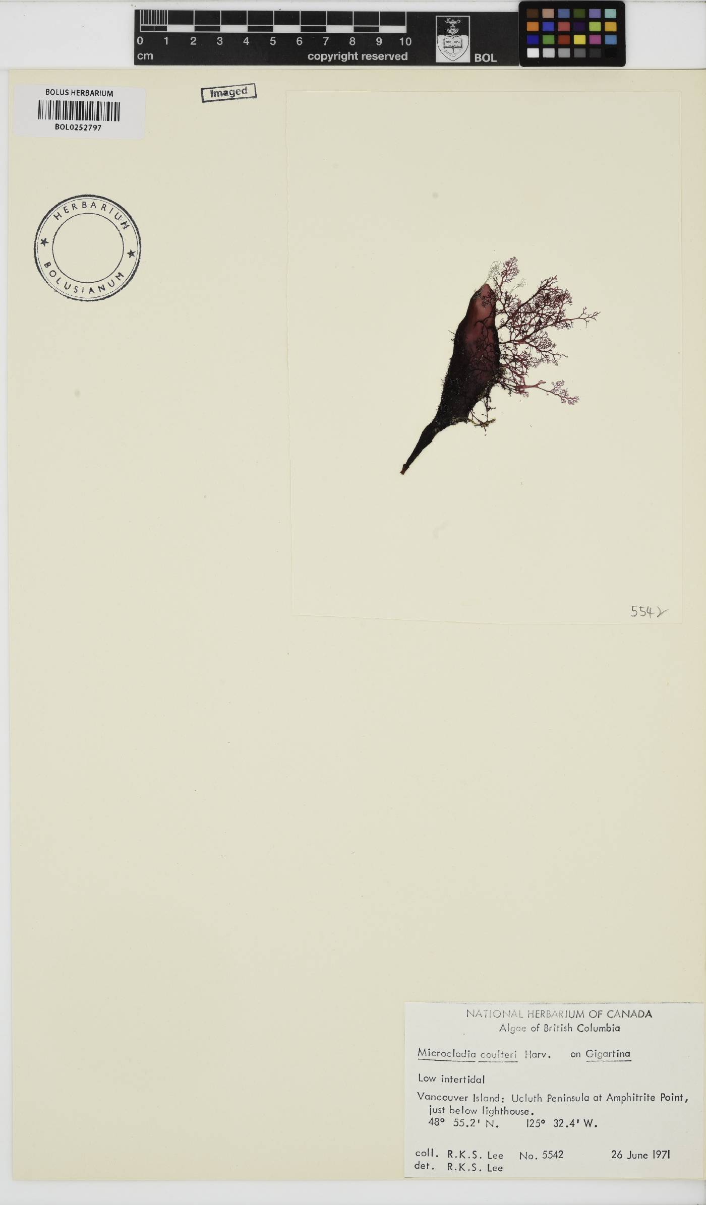 Ceramothamnion coulteri image