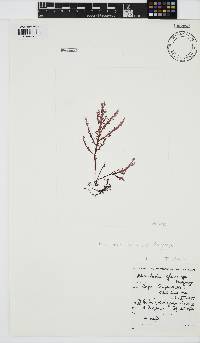 Microcladia gloria-spei image