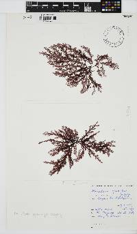 Microcladia gloria-spei image