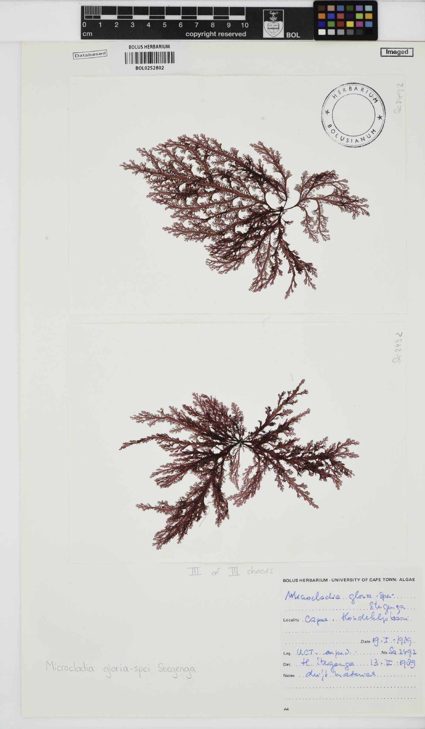 Microcladia gloria-spei image