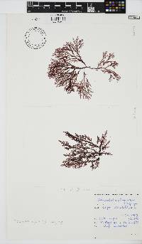 Microcladia gloria-spei image