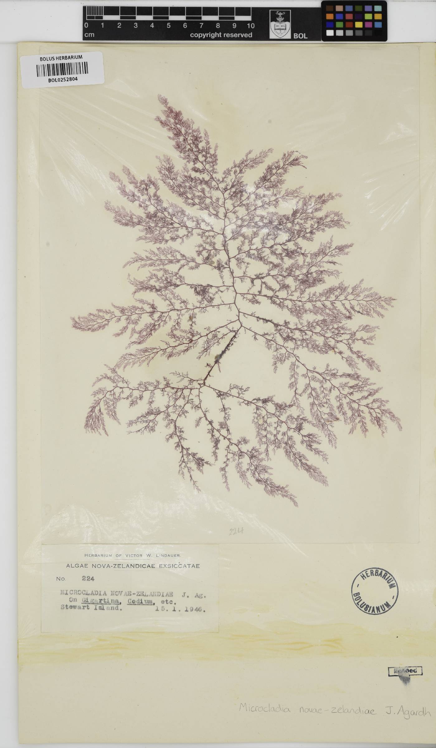 Celeceras novae-zelandiae image