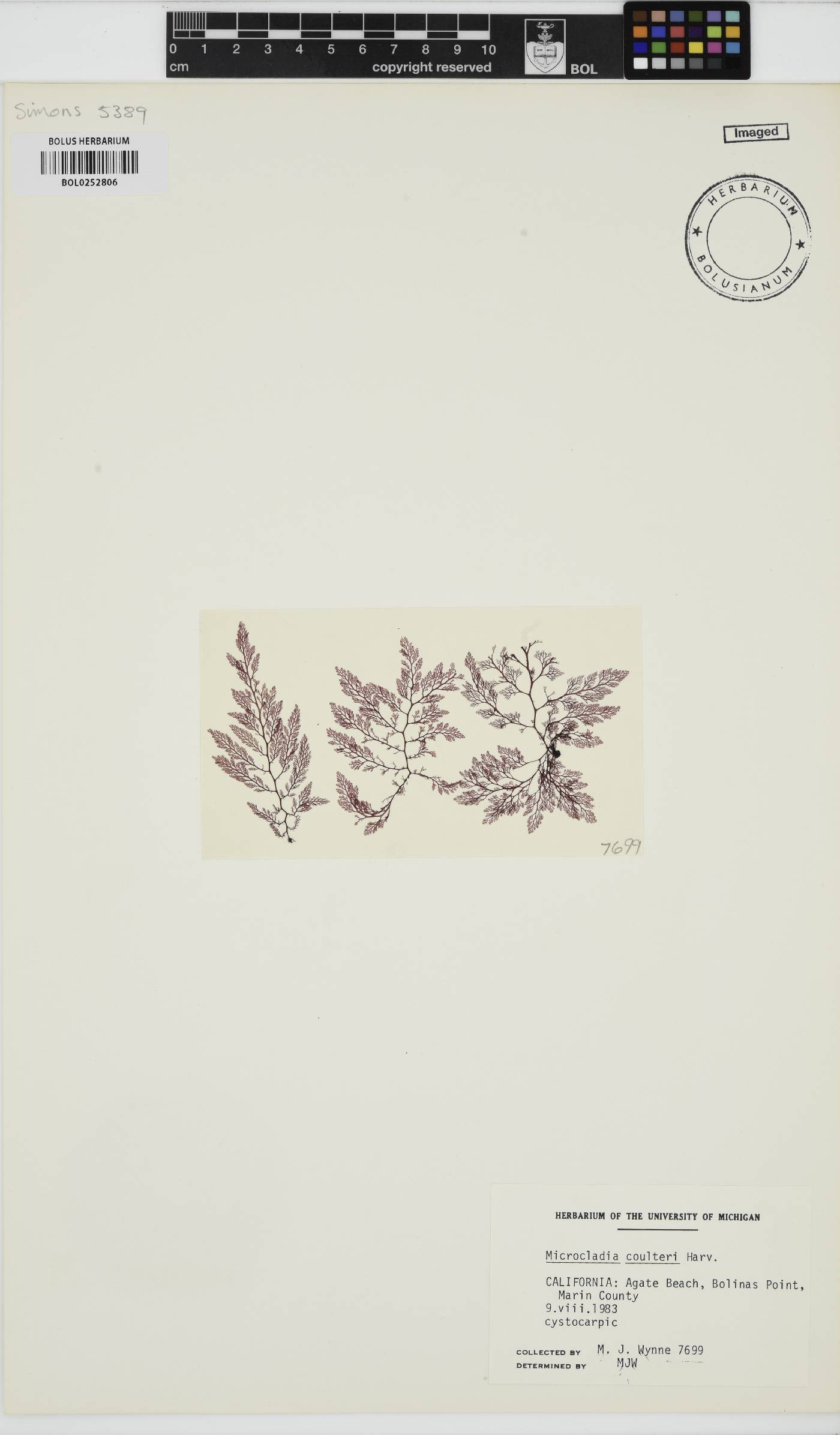 Ceramothamnion image