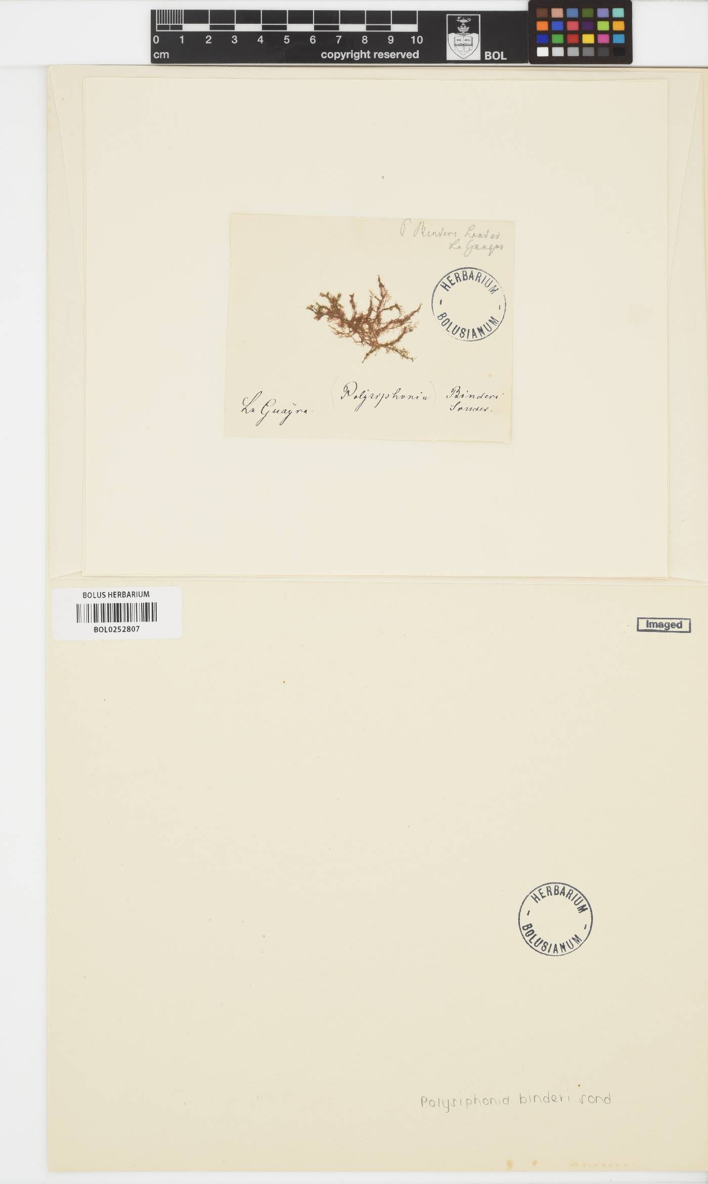 Polysiphonia image