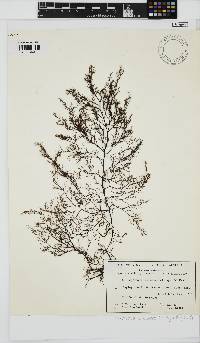 Image of Mychodea aciculare