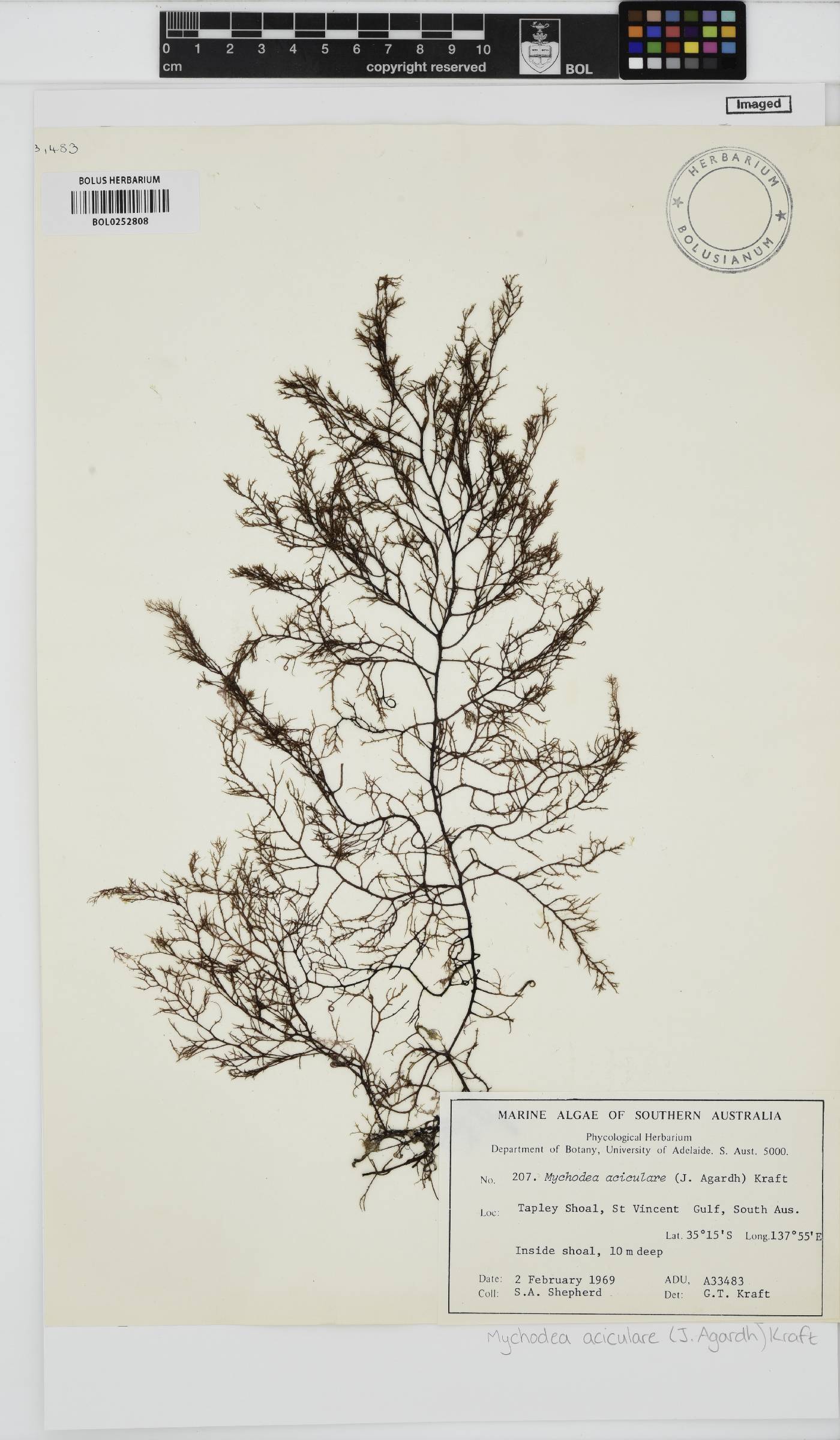 Mychodea aciculare image