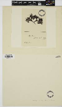 Image of Mychodea marginifera